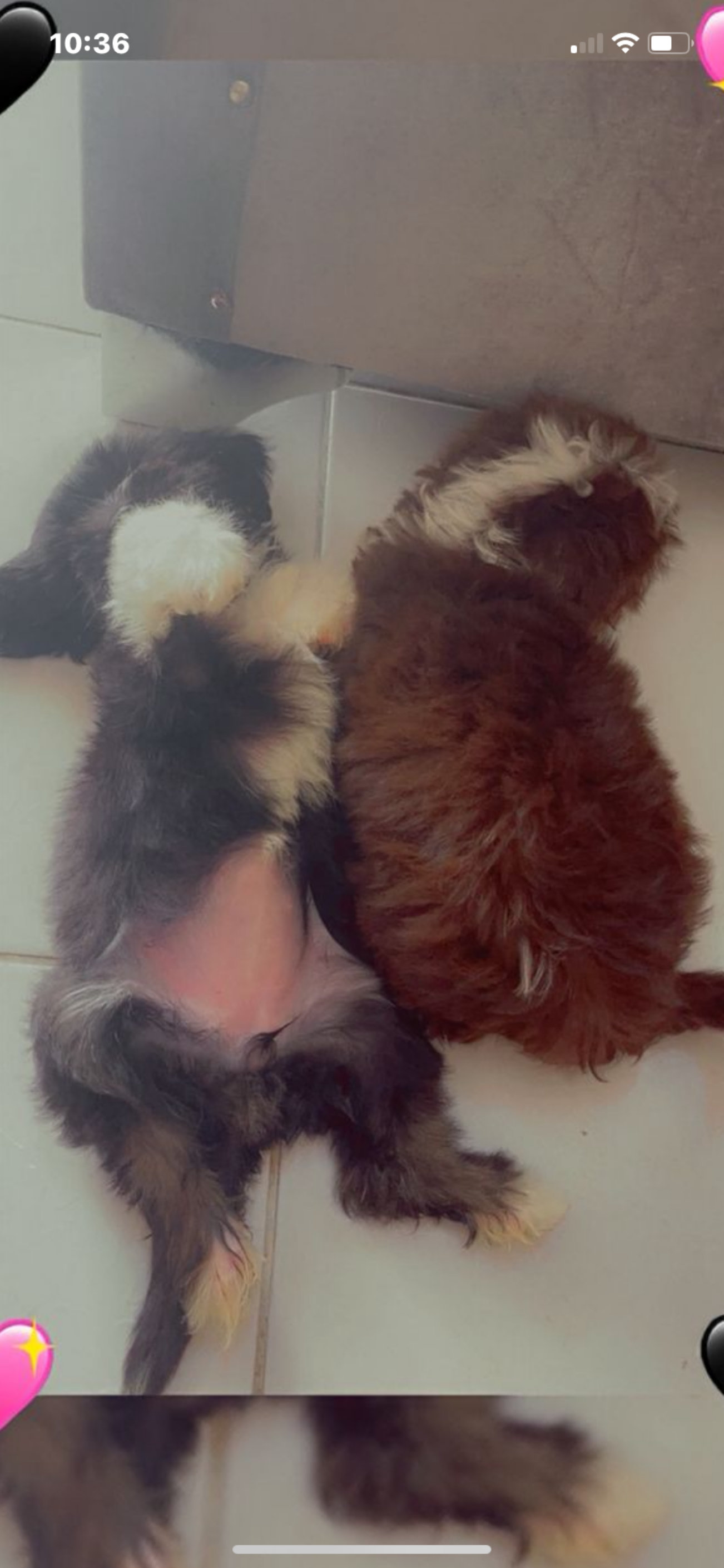 animales y mascotas - shipoo  5