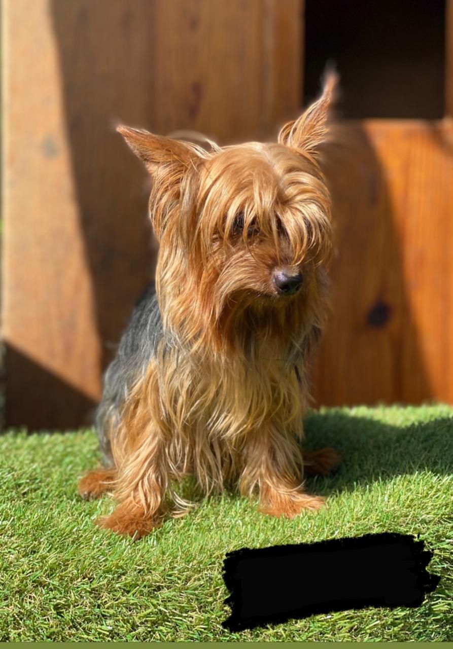animales y mascotas - YORKIES TERRIER PUROS  0