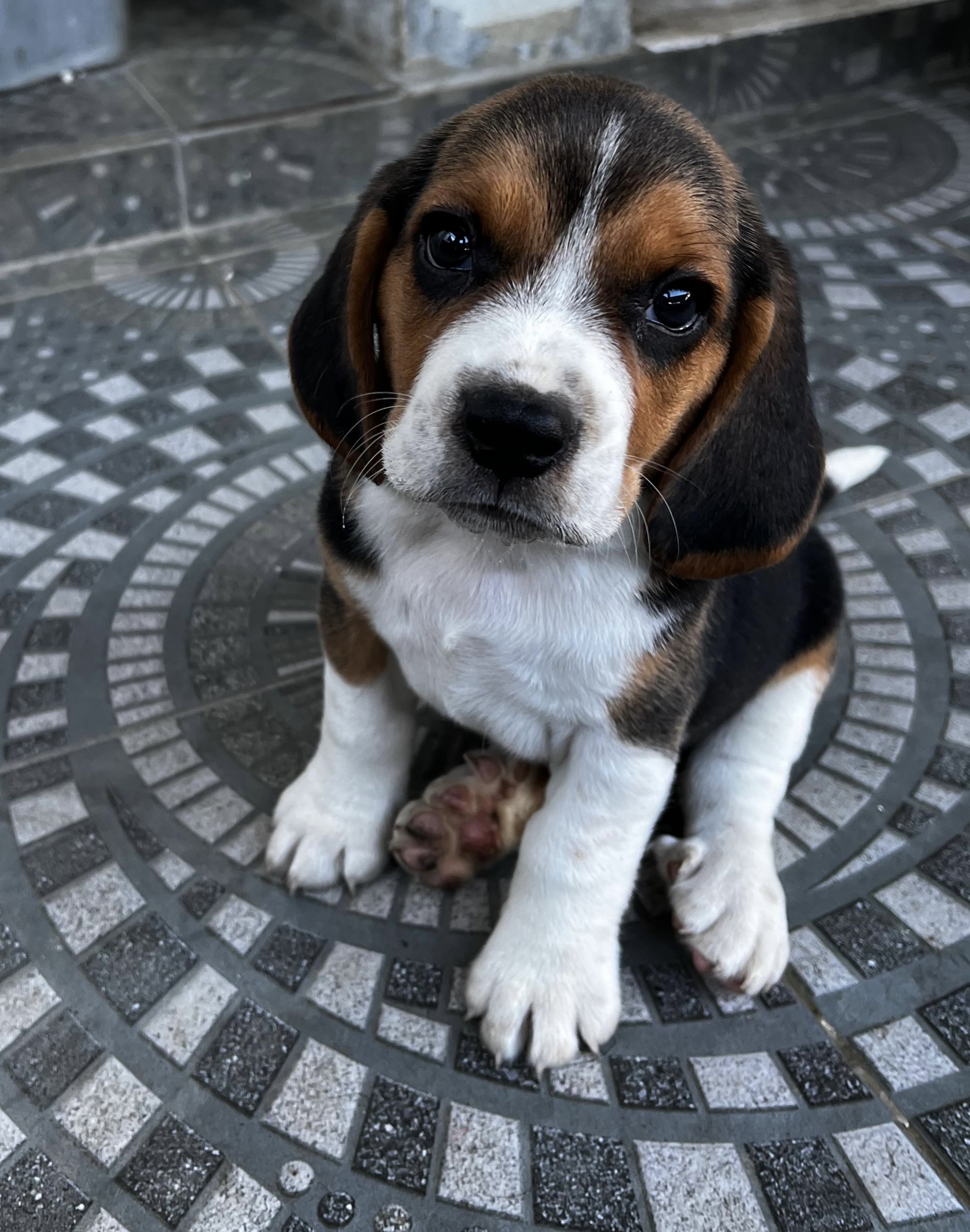 animales y mascotas - Cachorros Beables