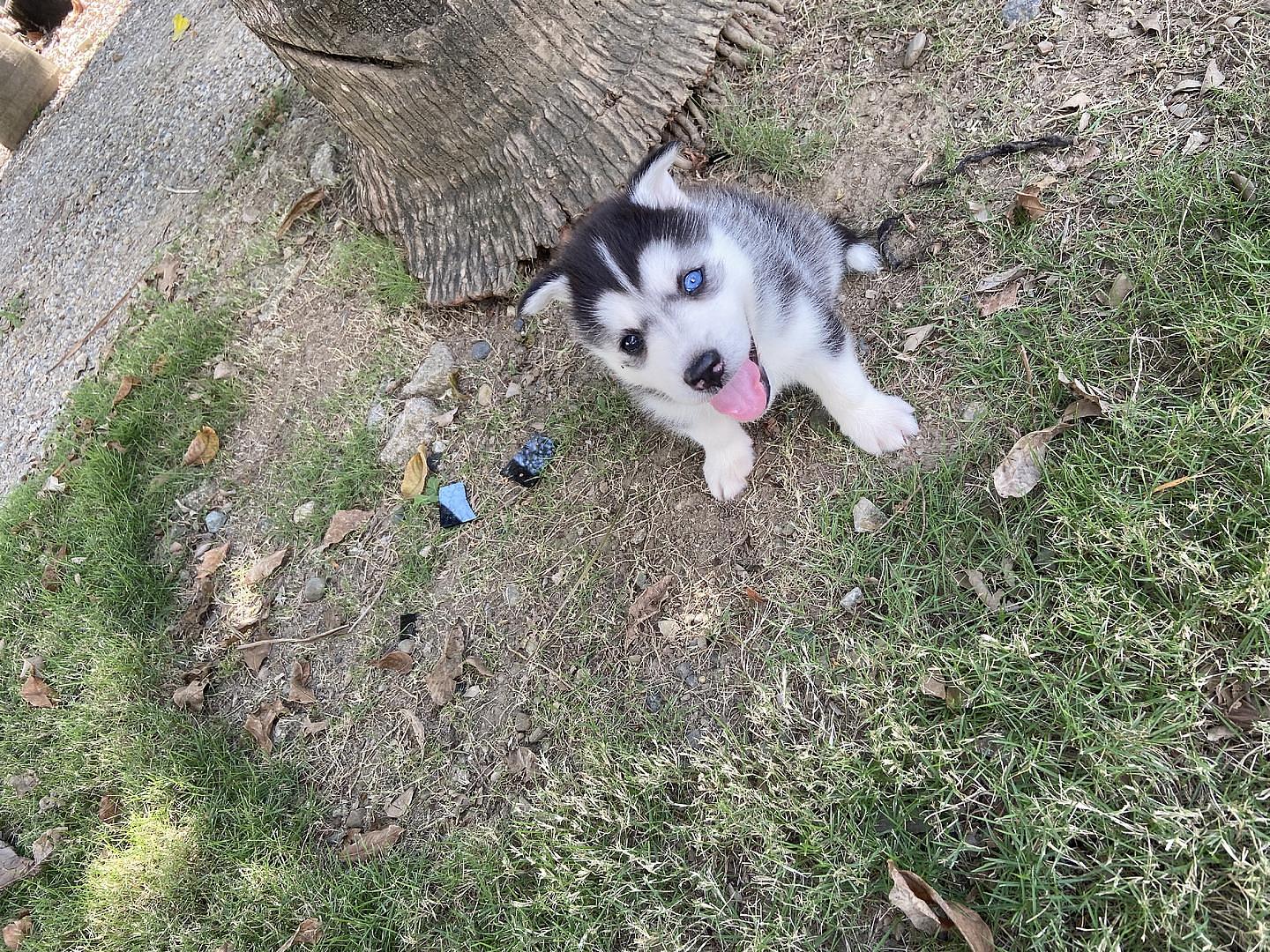 animales y mascotas - cachorros housky siberiano listos para la venta  4