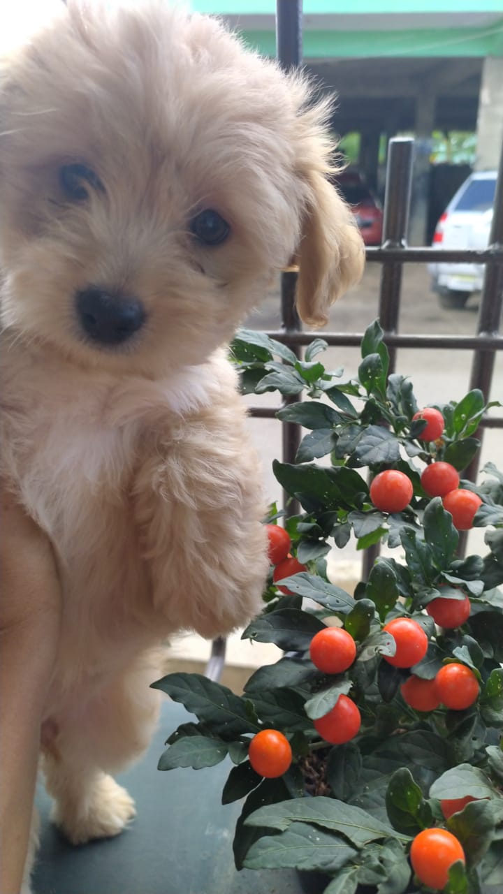 animales y mascotas - Cachorro shihpoo,shipoo,malte,poodle,podle 5