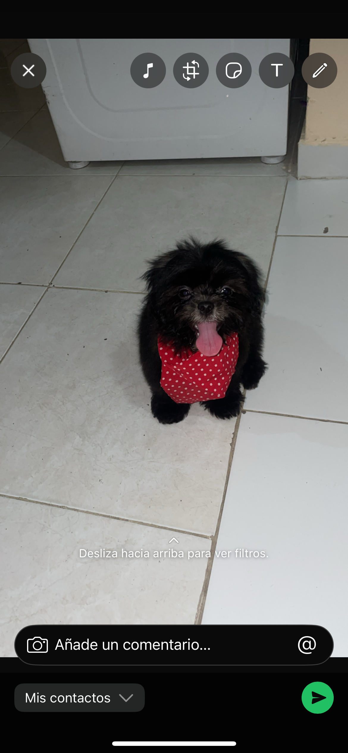 animales y mascotas - Shi-poo 3
