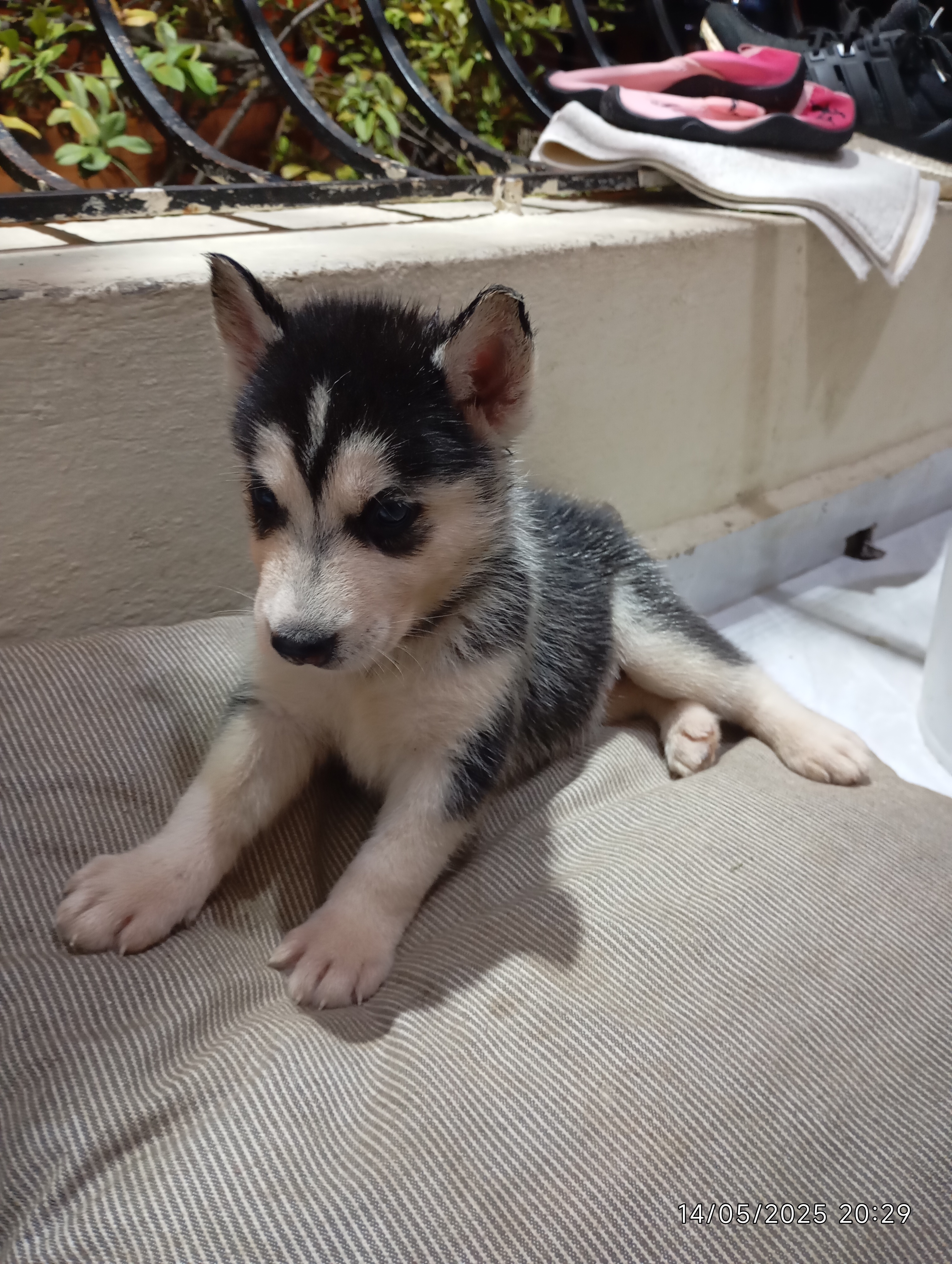 animales y mascotas - Cachorros Husky  12,000 7