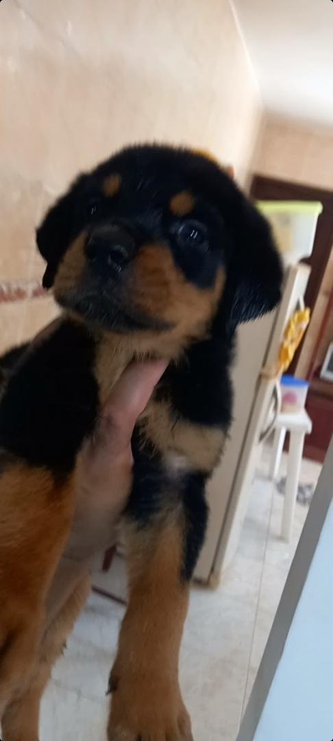 animales y mascotas - Cachorros Rottwailer 6