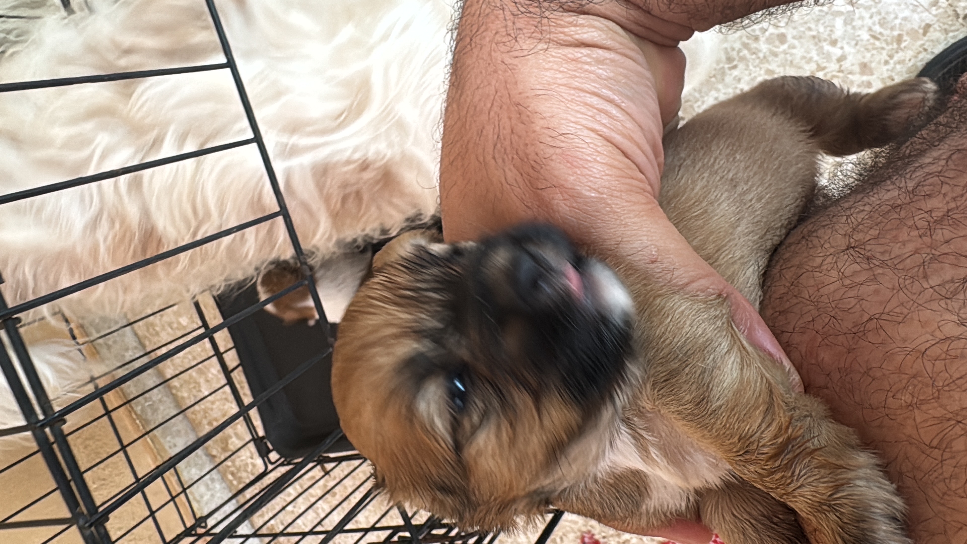 animales y mascotas - shih ztu cachorros en venta  2