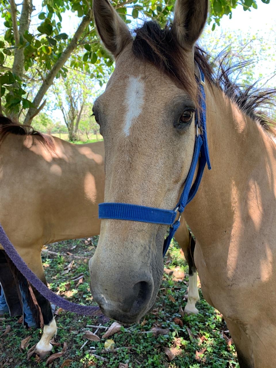 animales y mascotas - Caballos Paso Fino  2