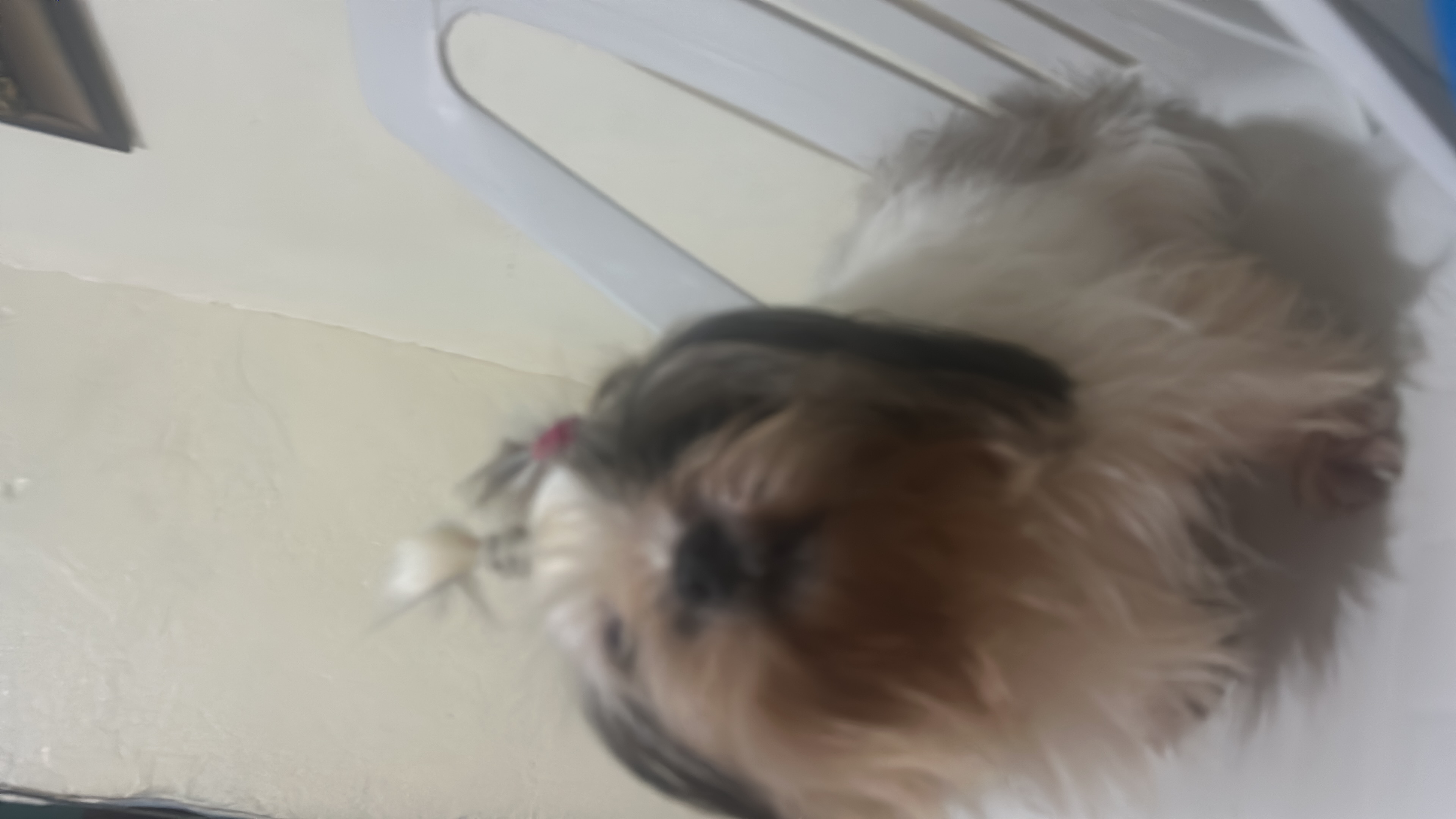 animales y mascotas - Se vende shitzu macho de 2 años en 8,500.00, dispo 0