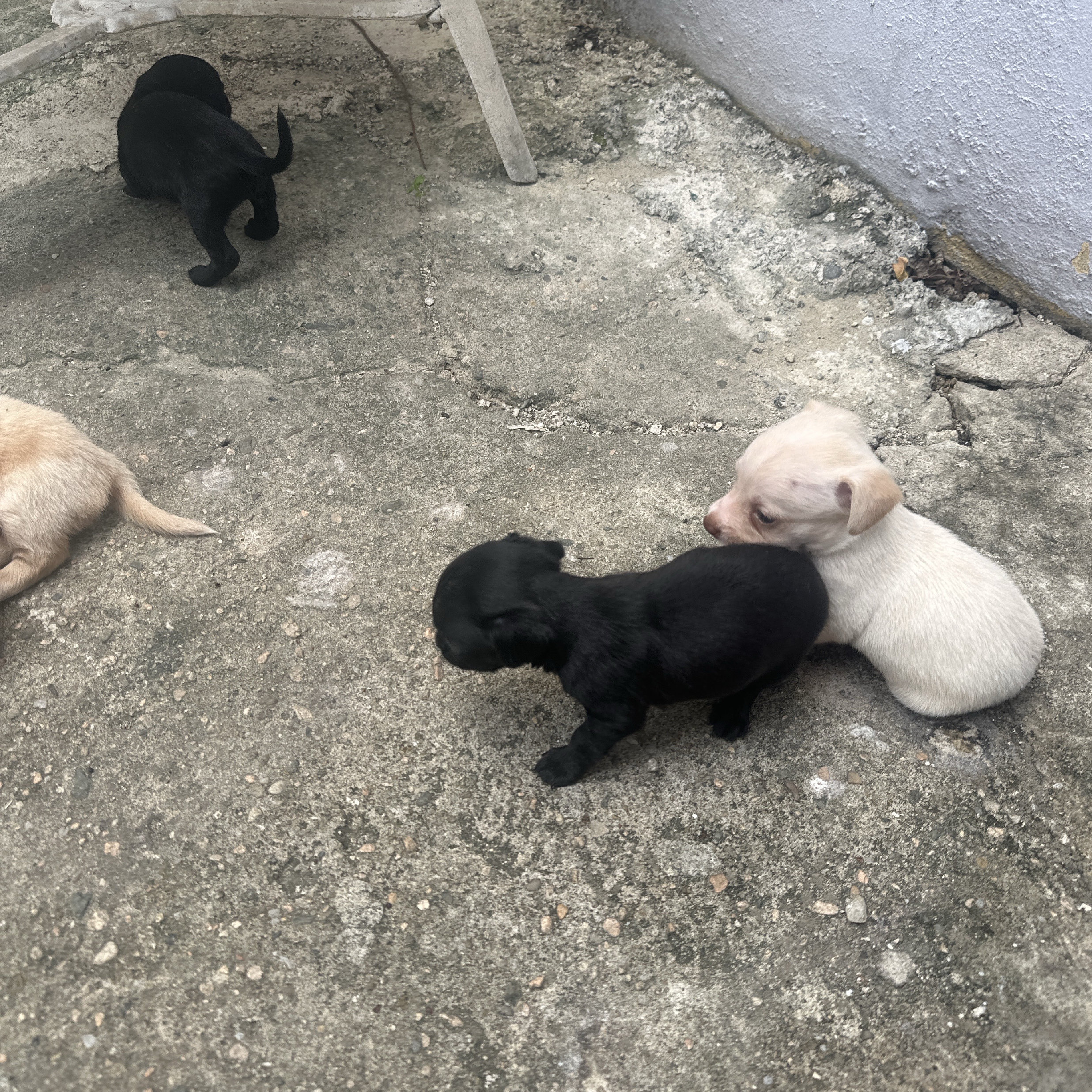 animales y mascotas -  Gratis, hermosos, cachorros, en adopción 0