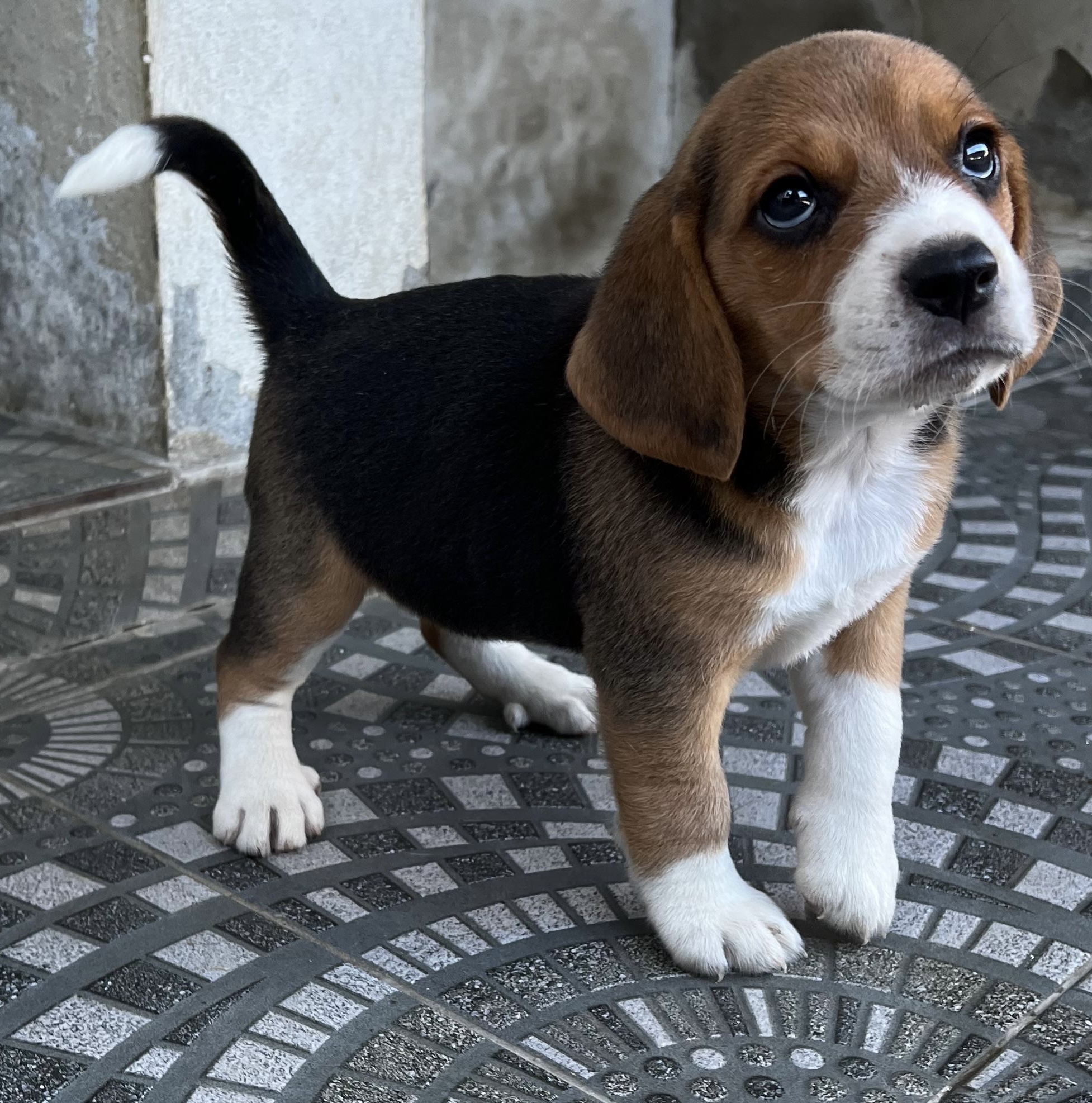 animales y mascotas - Cachorros Beables 1