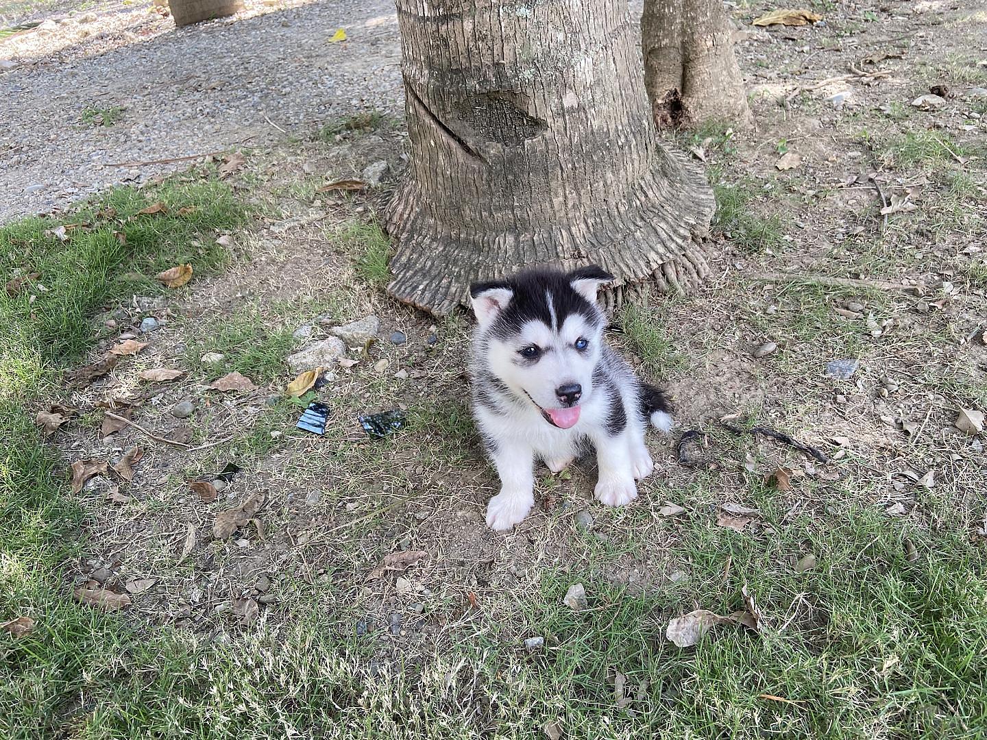 animales y mascotas - cachorros housky siberiano listos para la venta  5