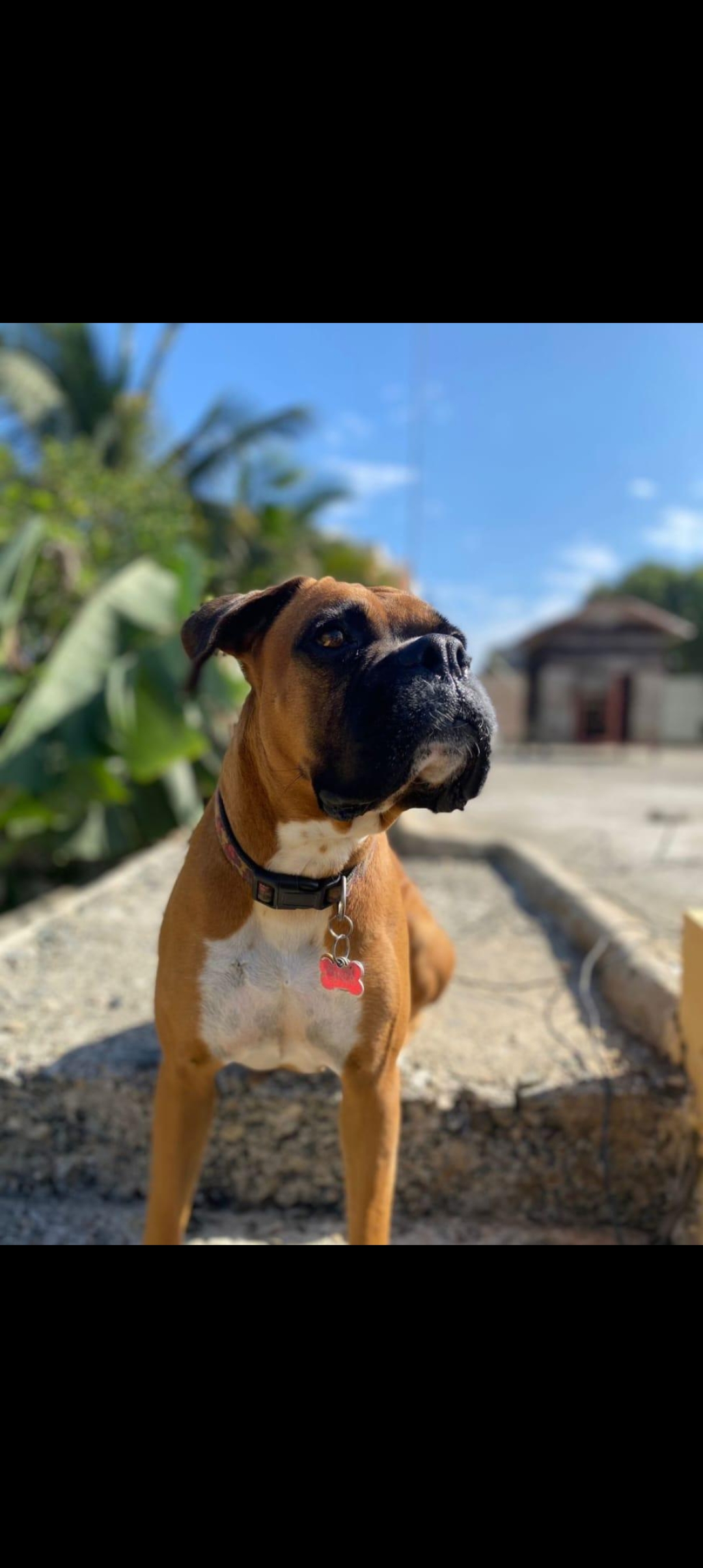 animales y mascotas - boxel