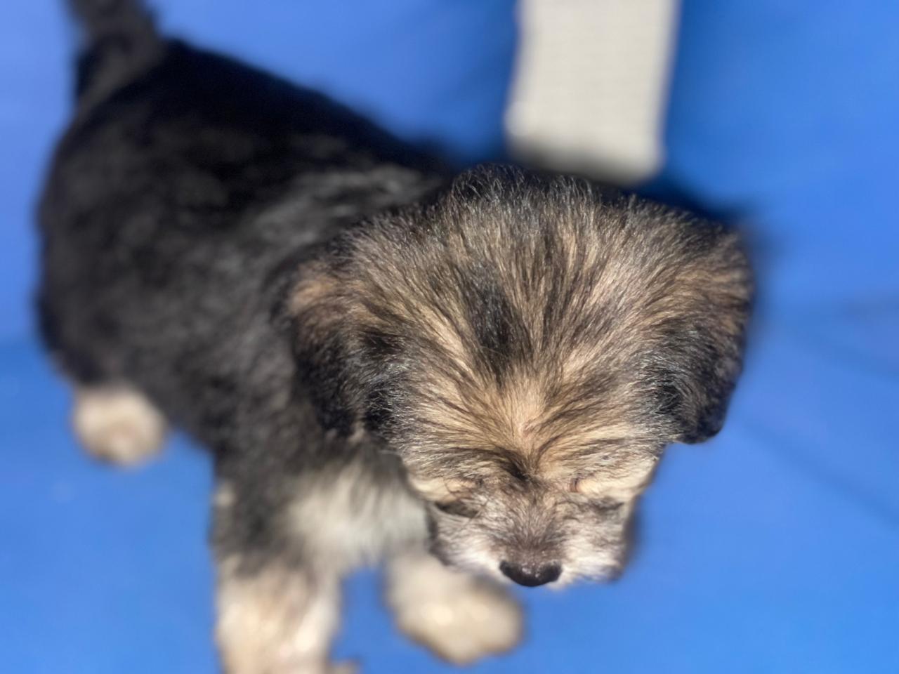 animales y mascotas - Cachorro shihpoo,shipoo,malte,poodle,podle 6