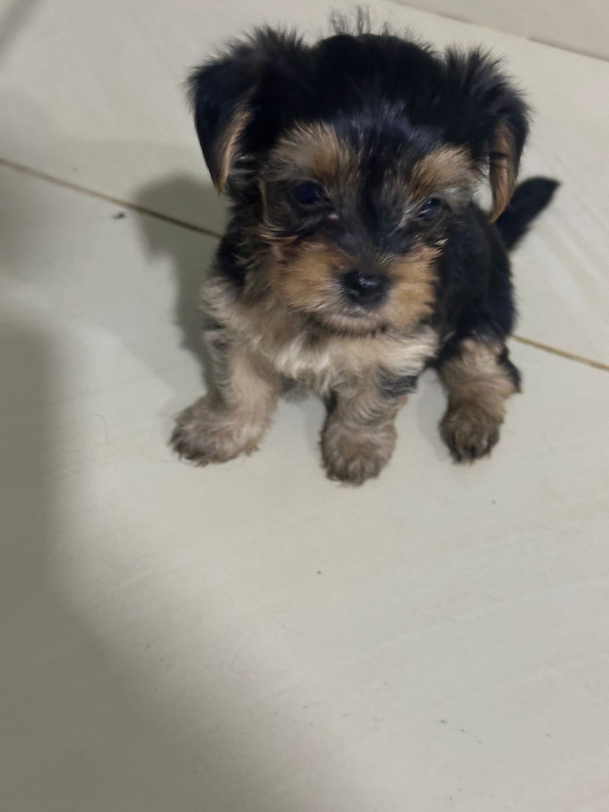 animales y mascotas - 2 Perritas y 1 macho yorkie cachorro  2