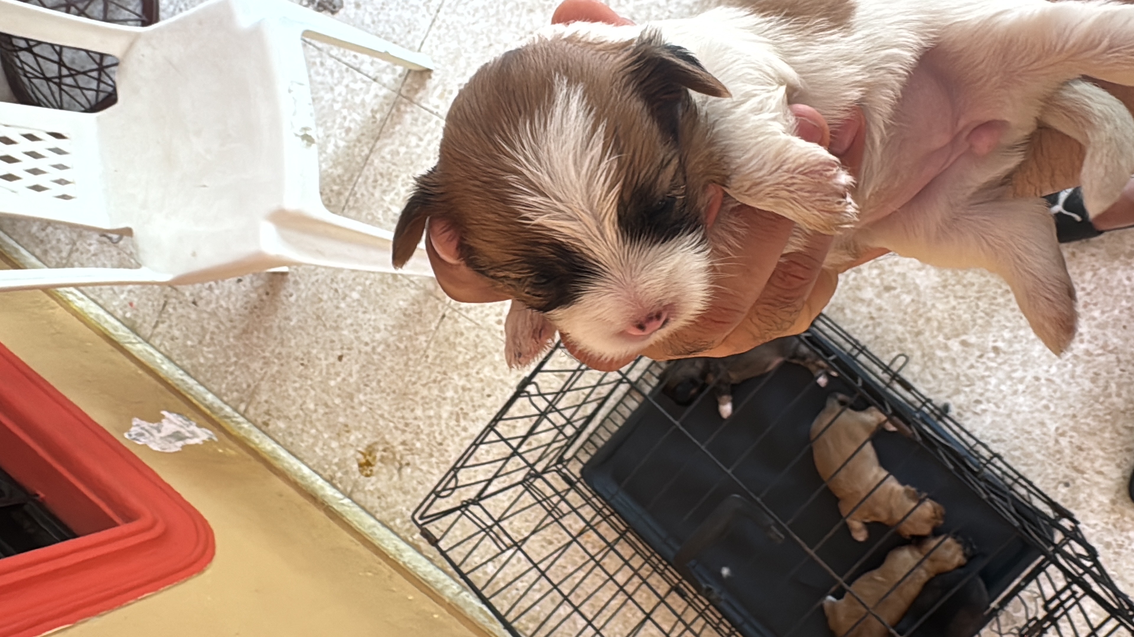 animales y mascotas - shih ztu cachorros en venta  6