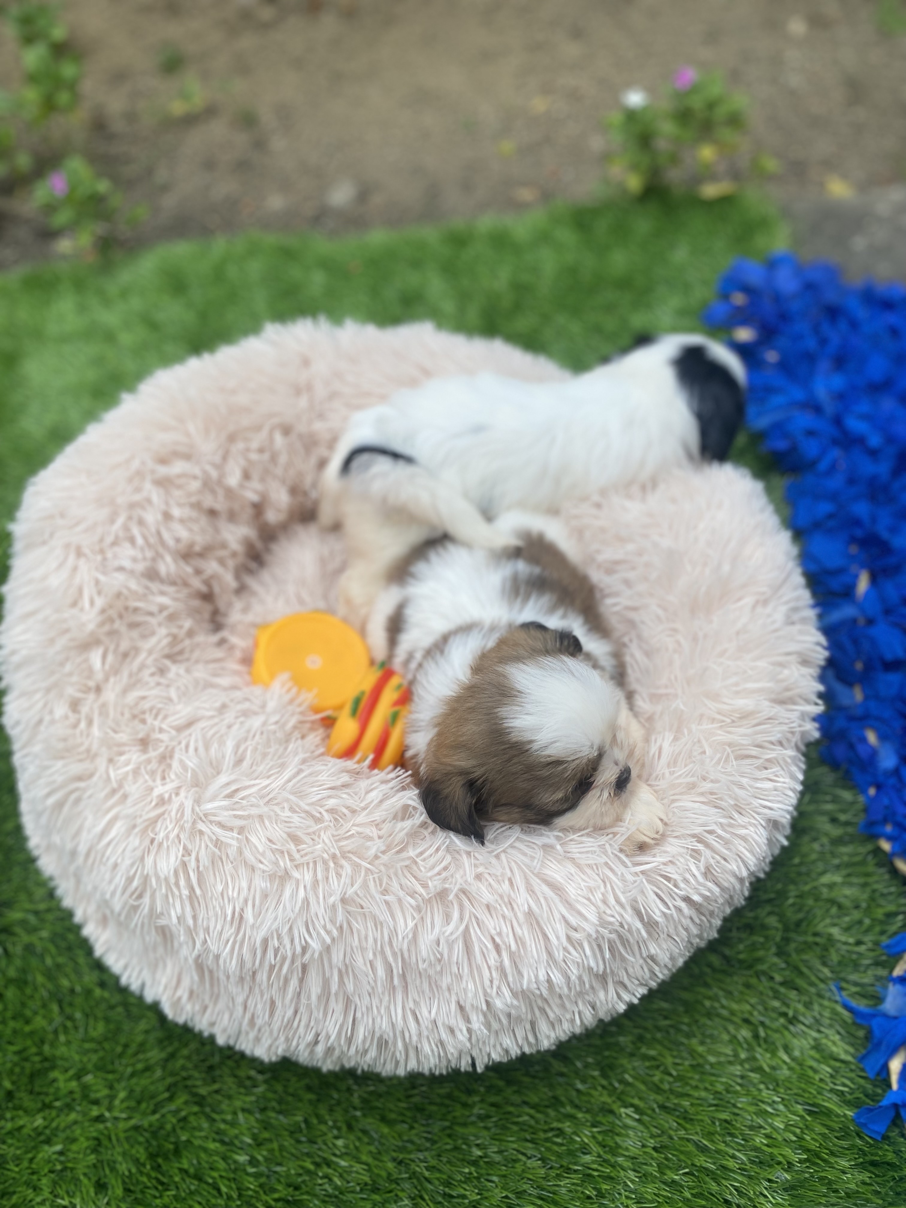 animales y mascotas - shipoo 3