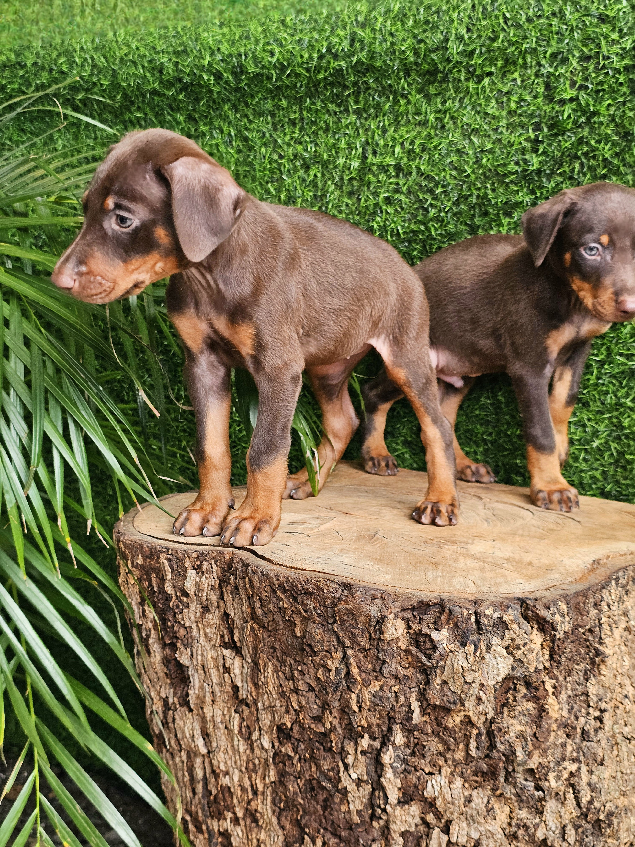 animales y mascotas - DOBERMAN MARRÓN 100% PUROS  3