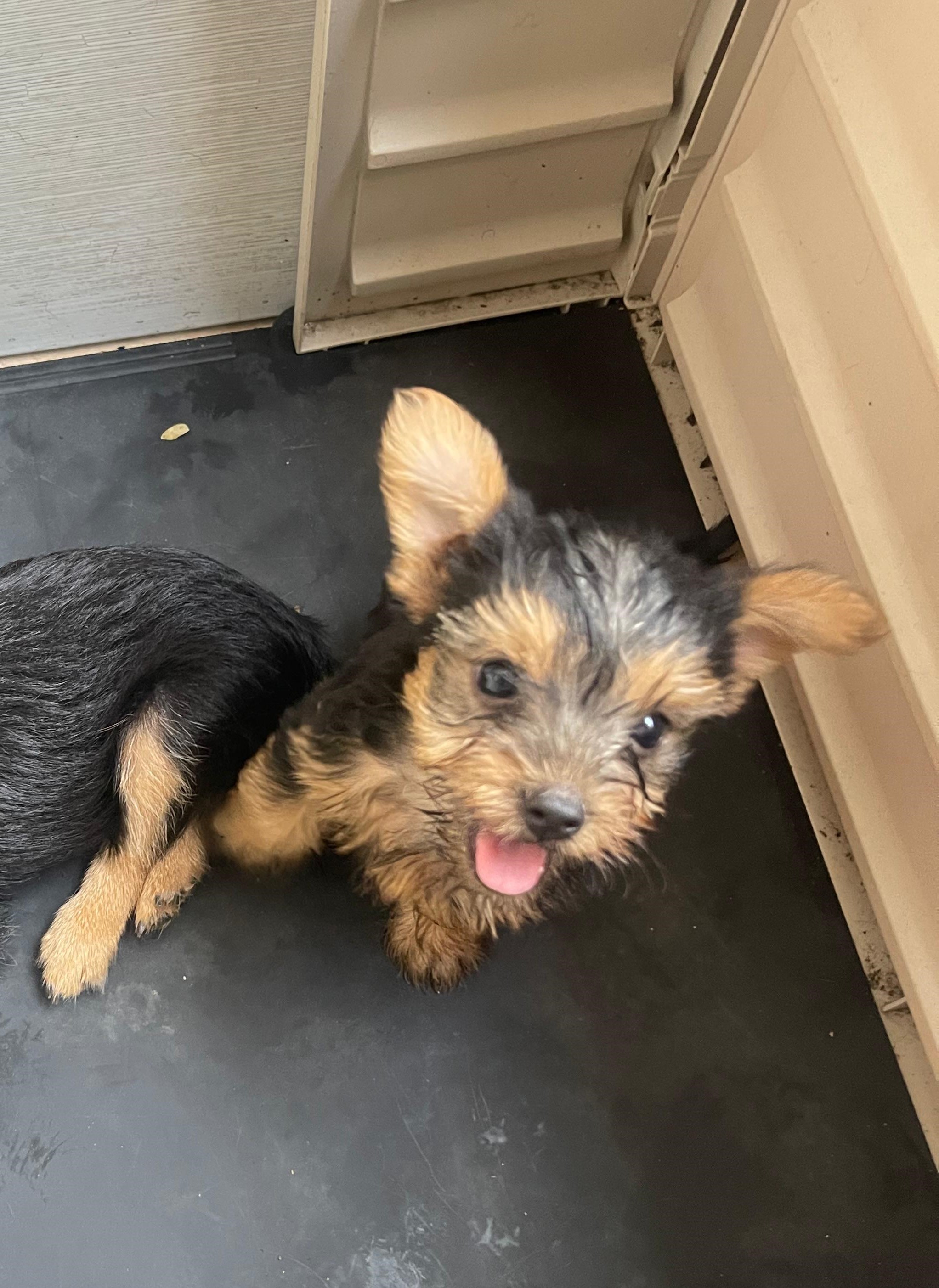 animales y mascotas - Perros Yorkie mix con poodle 1