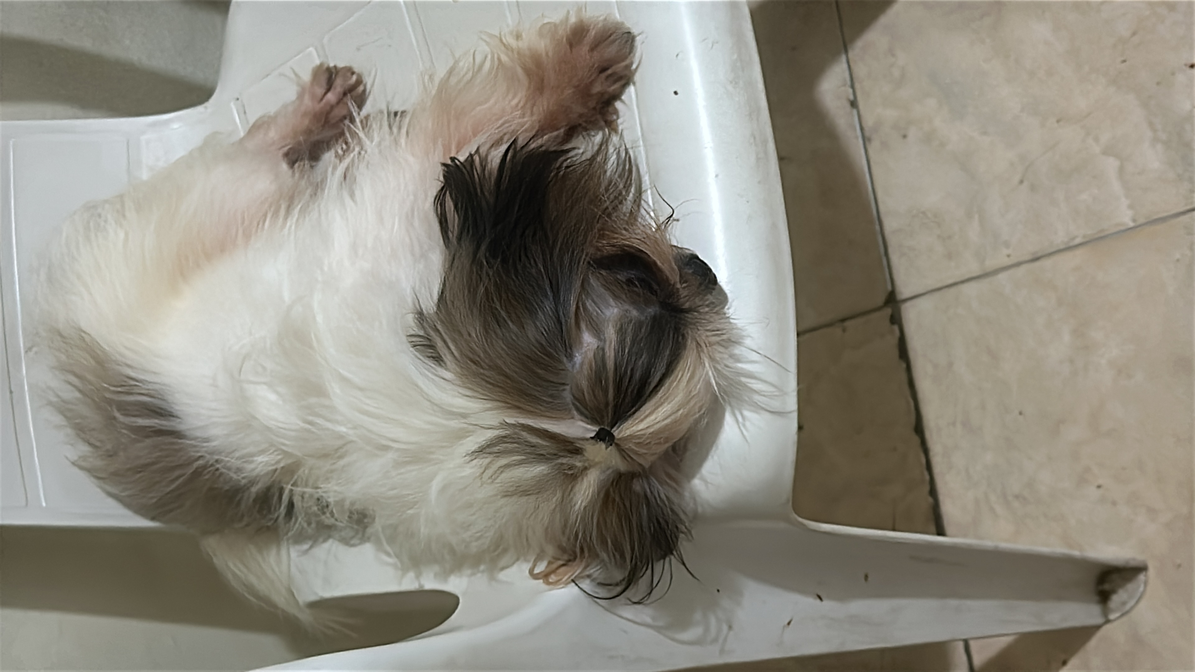 animales y mascotas - Se vende shitzu macho de 2 años en 8,500.00, dispo 4