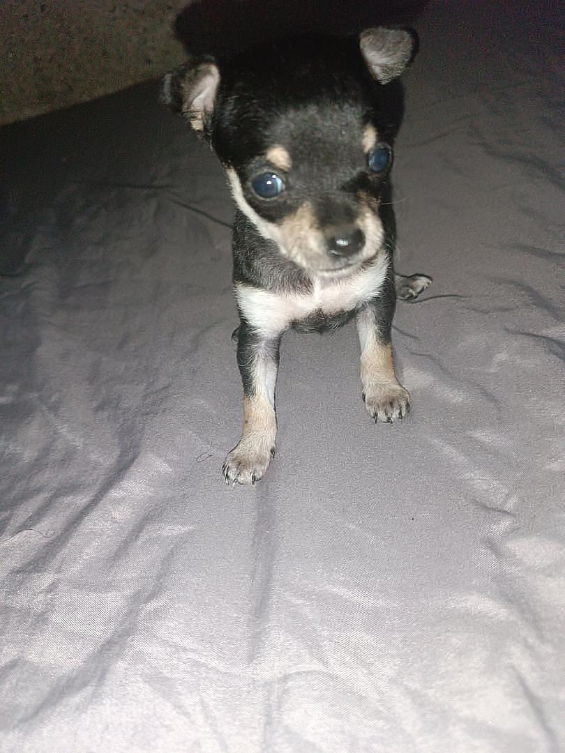 animales y mascotas - cachorros chihuahuas 3