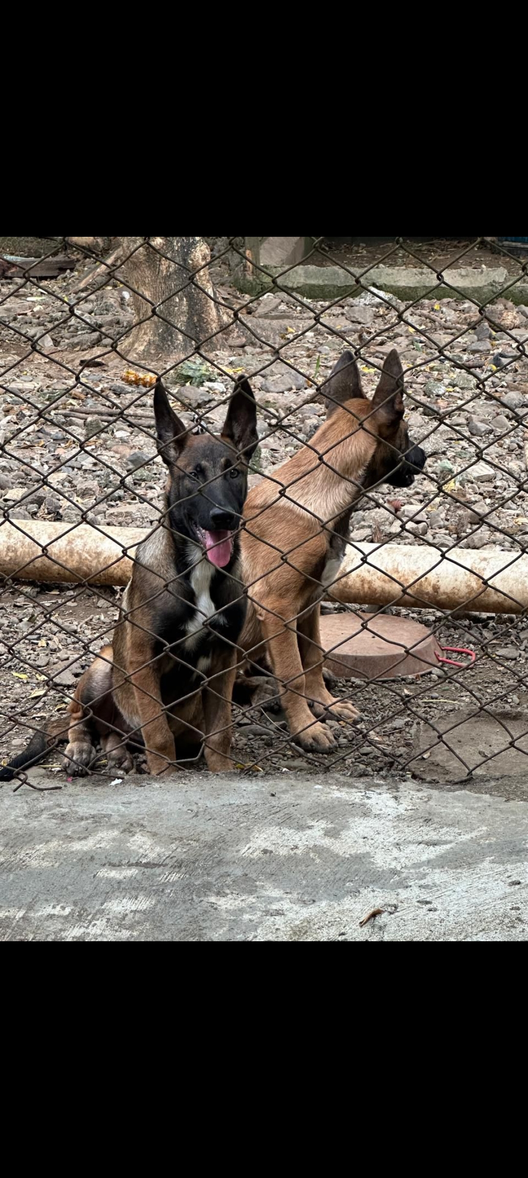 animales y mascotas - pastor alemán belga malinois  3