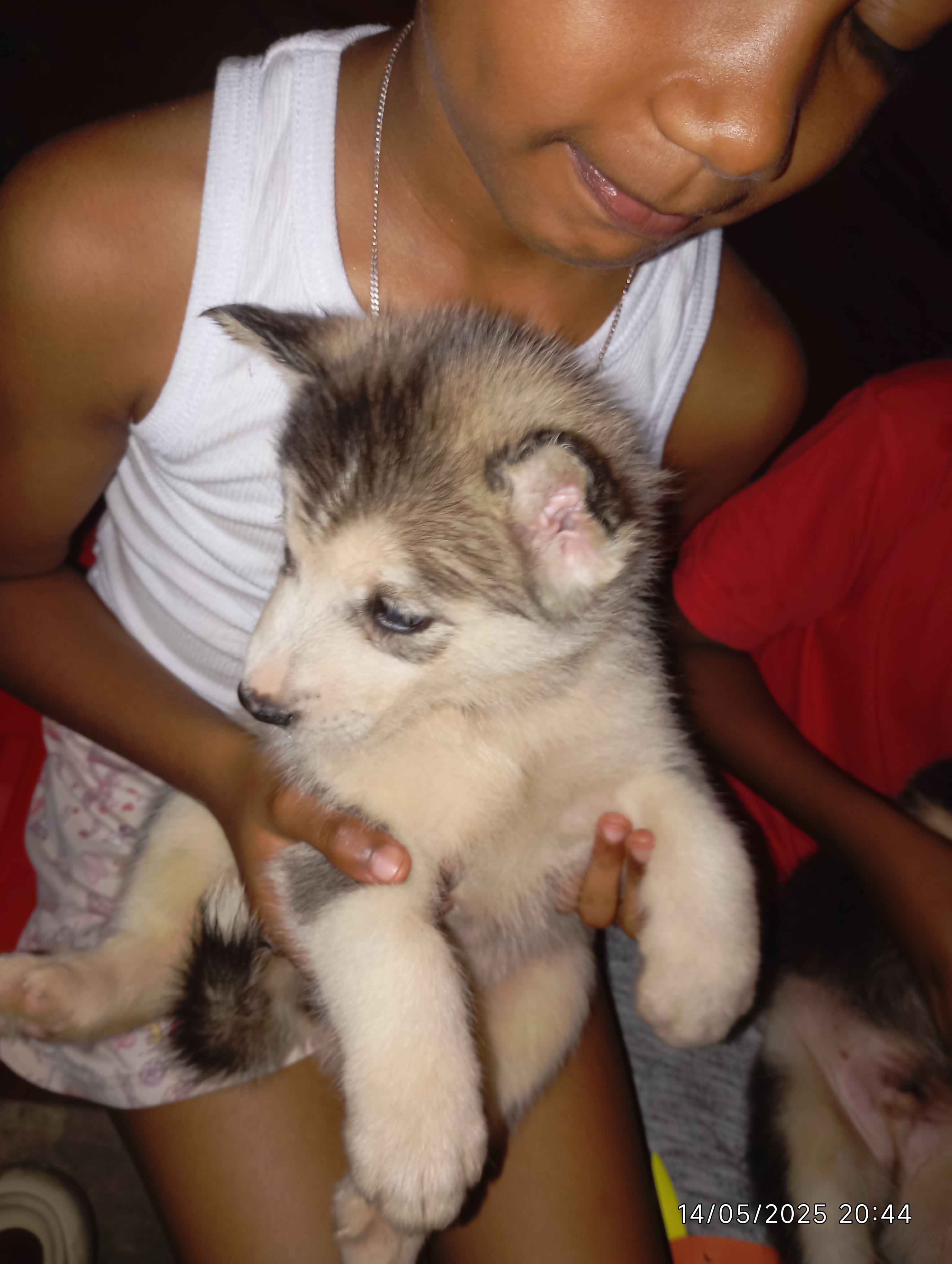 animales y mascotas - Cachorros Husky  12,000 8