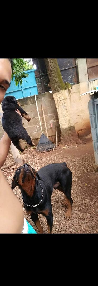animales y mascotas - Cachorros Rottwailer 7