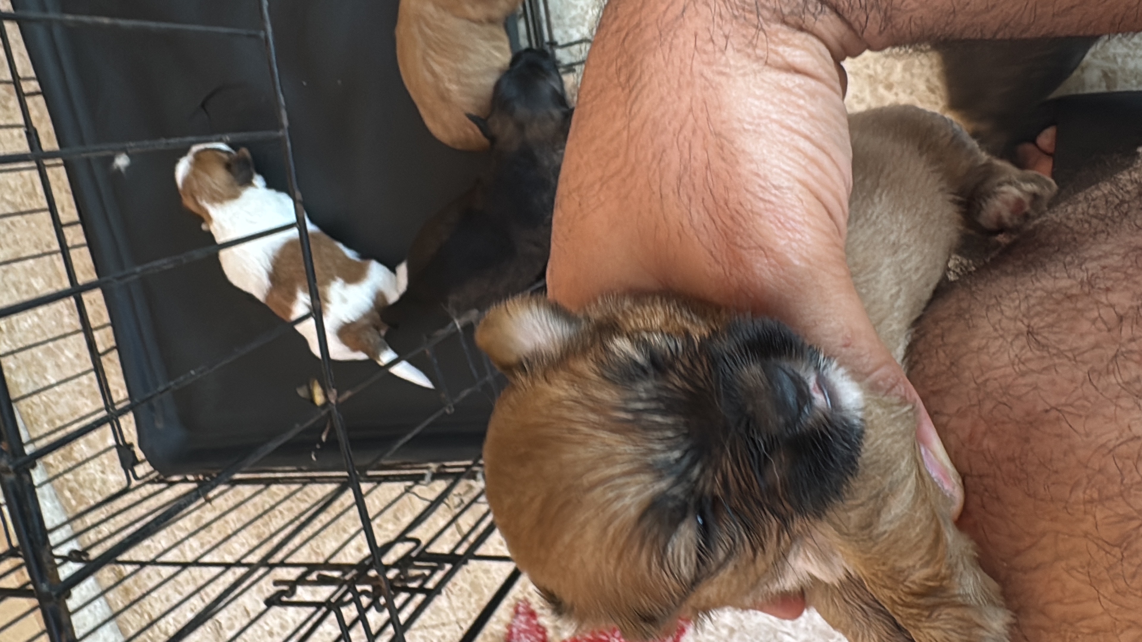 animales y mascotas - shih ztu cachorros en venta  3