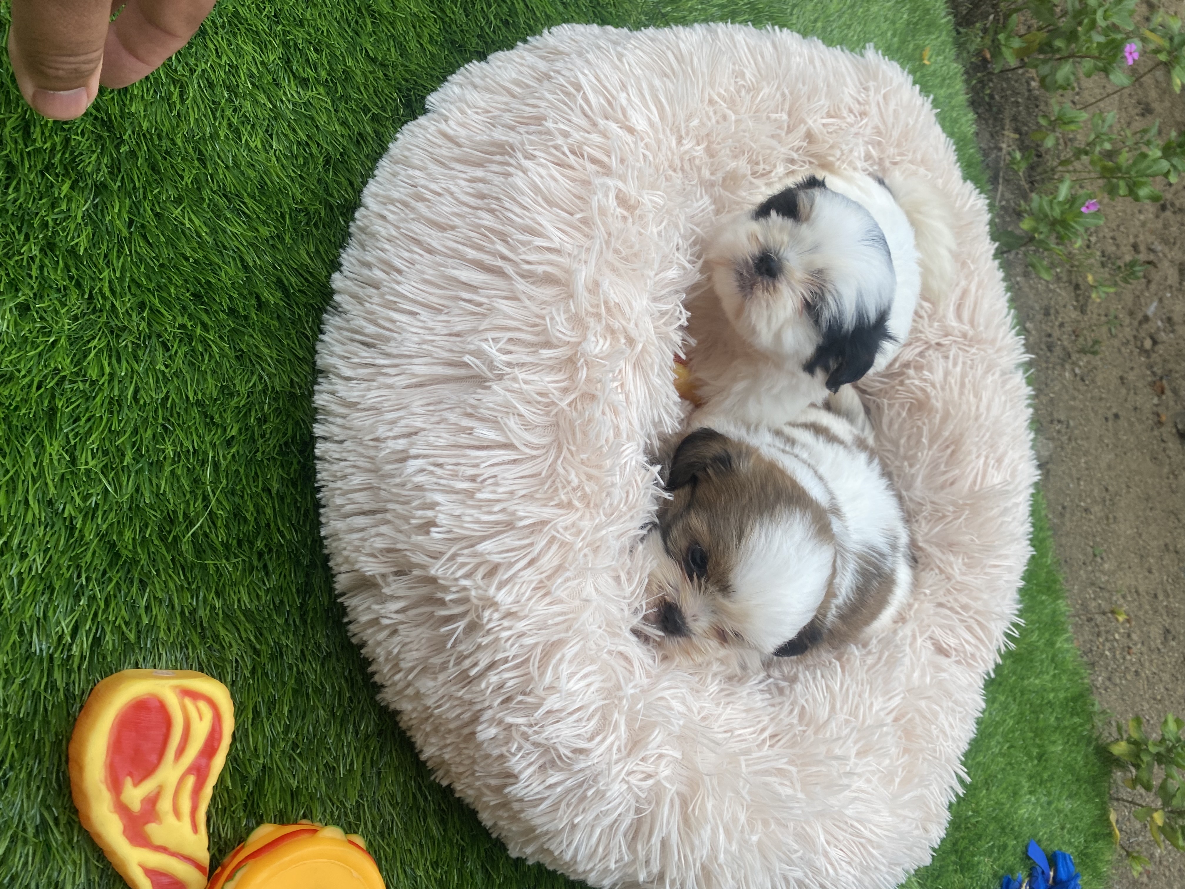 animales y mascotas - shipoo 0