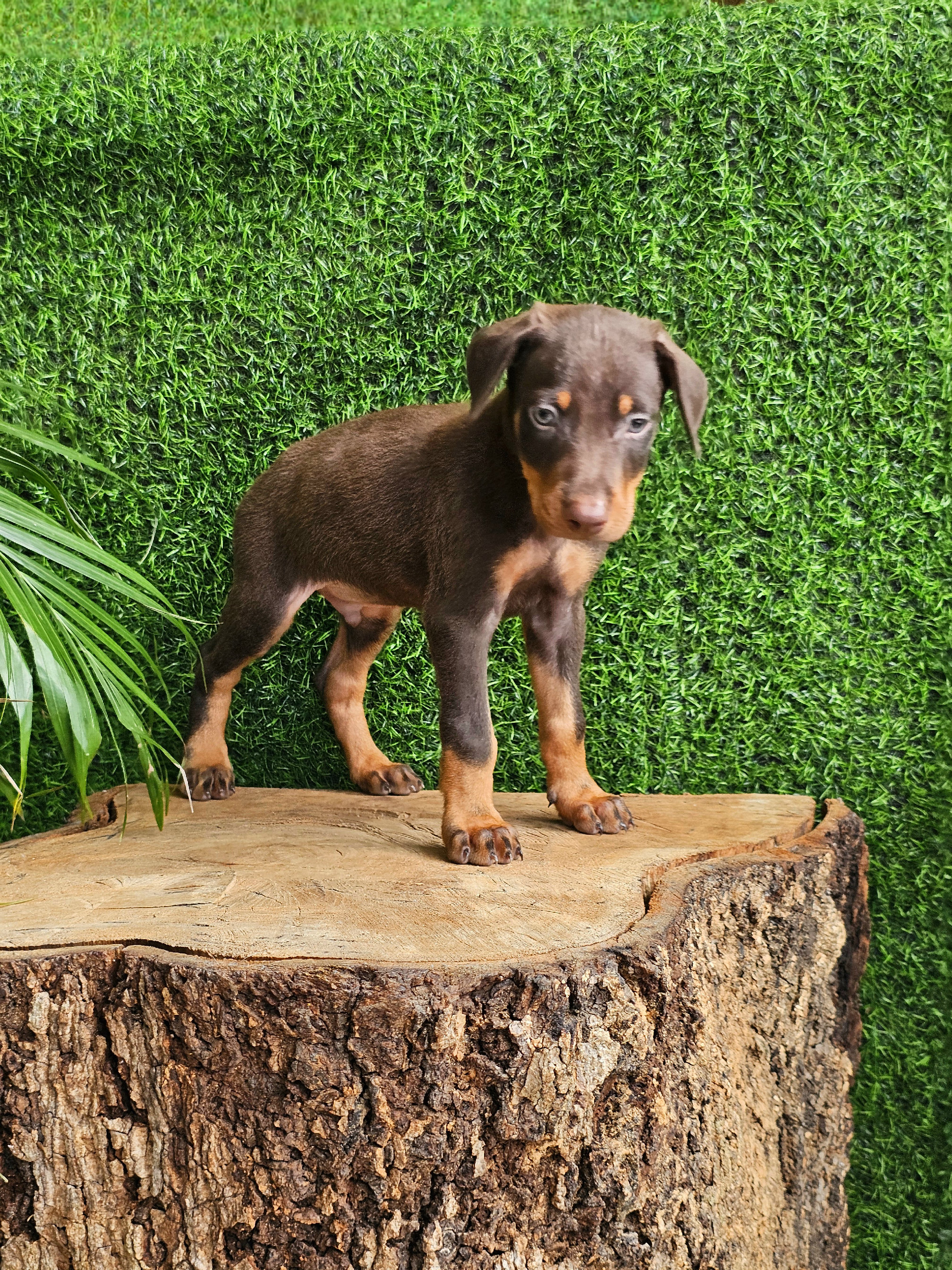 animales y mascotas - DOBERMAN MARRÓN 100% PUROS 