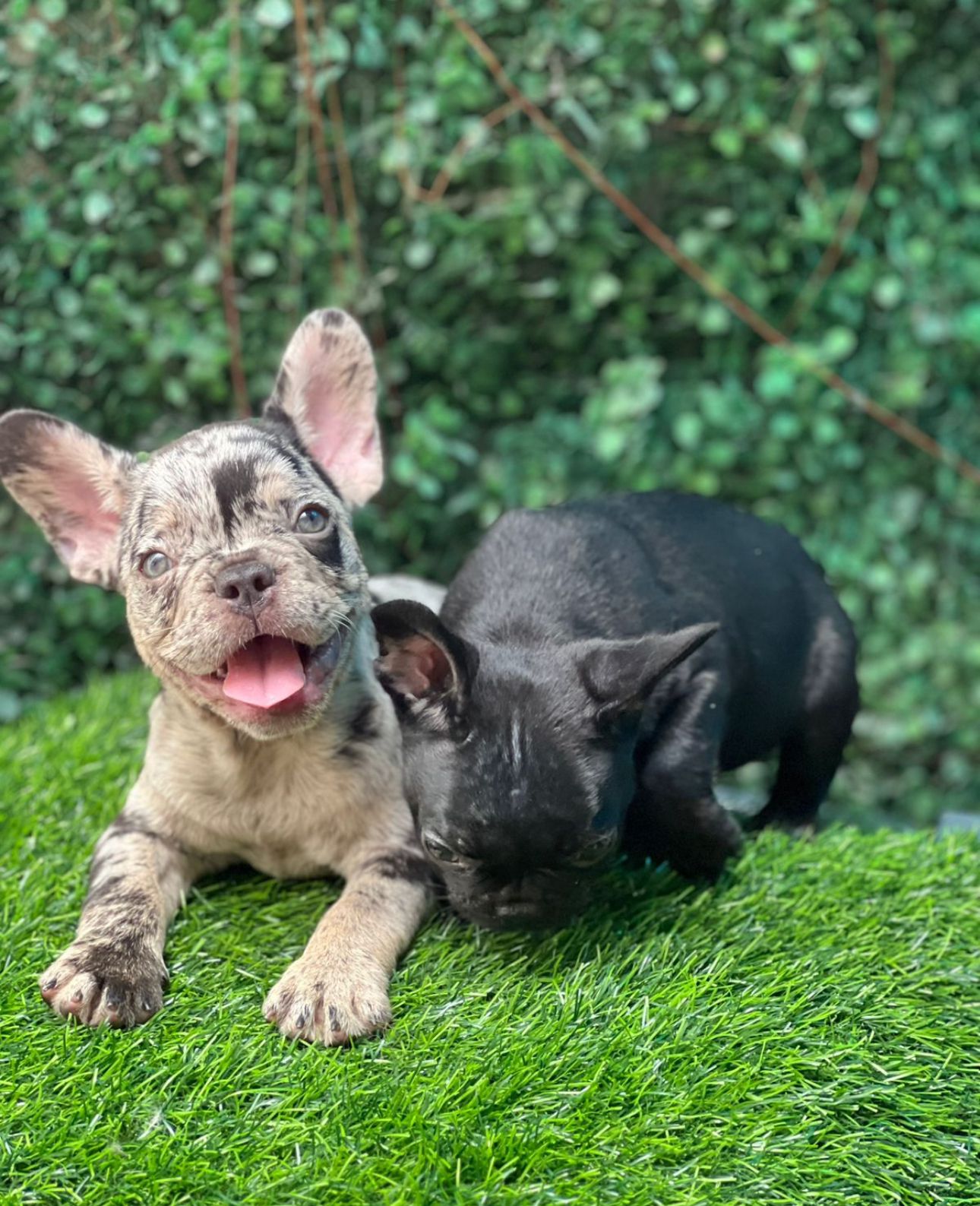 animales y mascotas - OFERTA CACHORRO BULLDOG FRANCES MACHO EN SANTO DOM