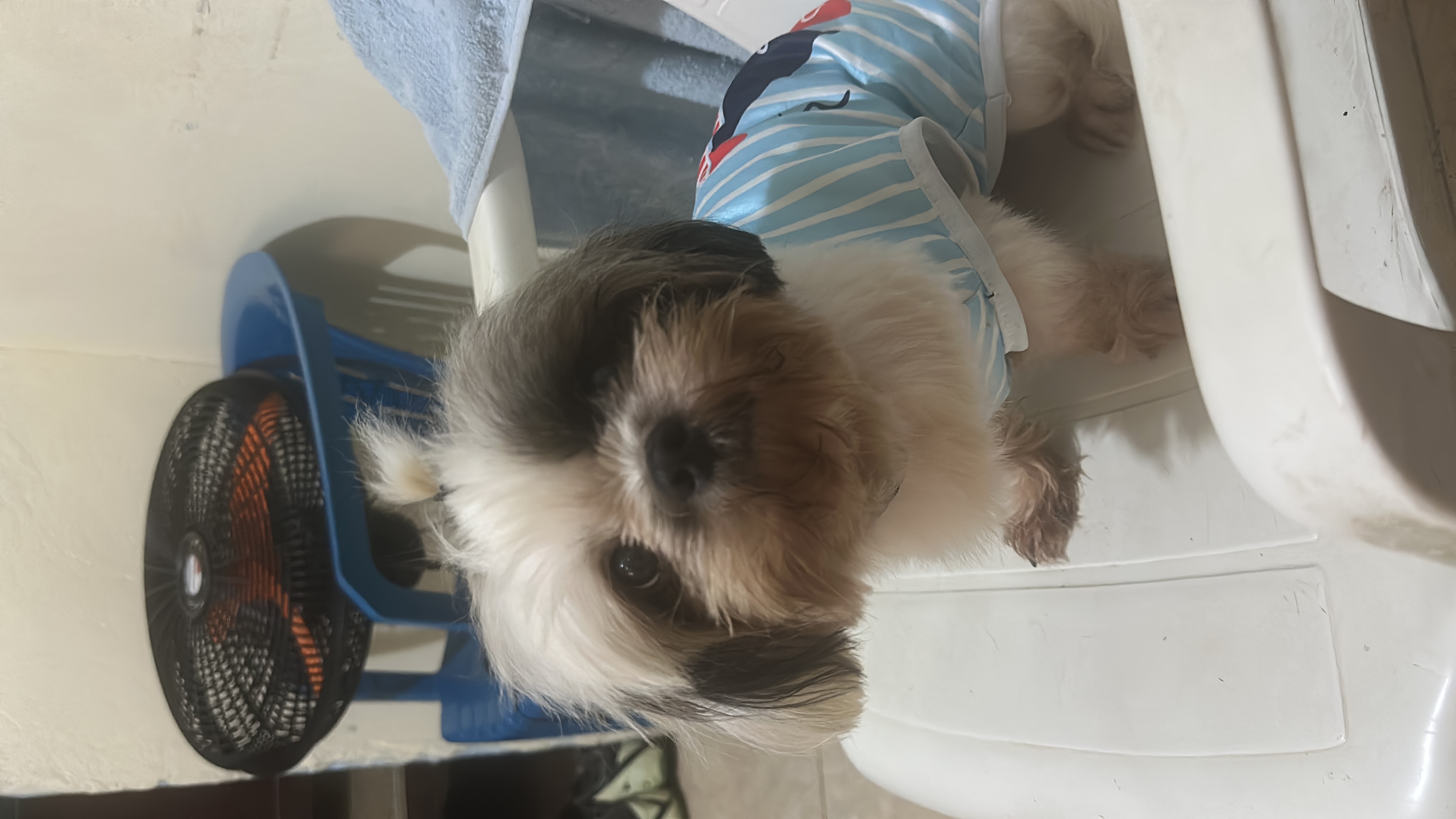 animales y mascotas - Se vende shitzu macho de 2 años en 8,500.00, dispo 1