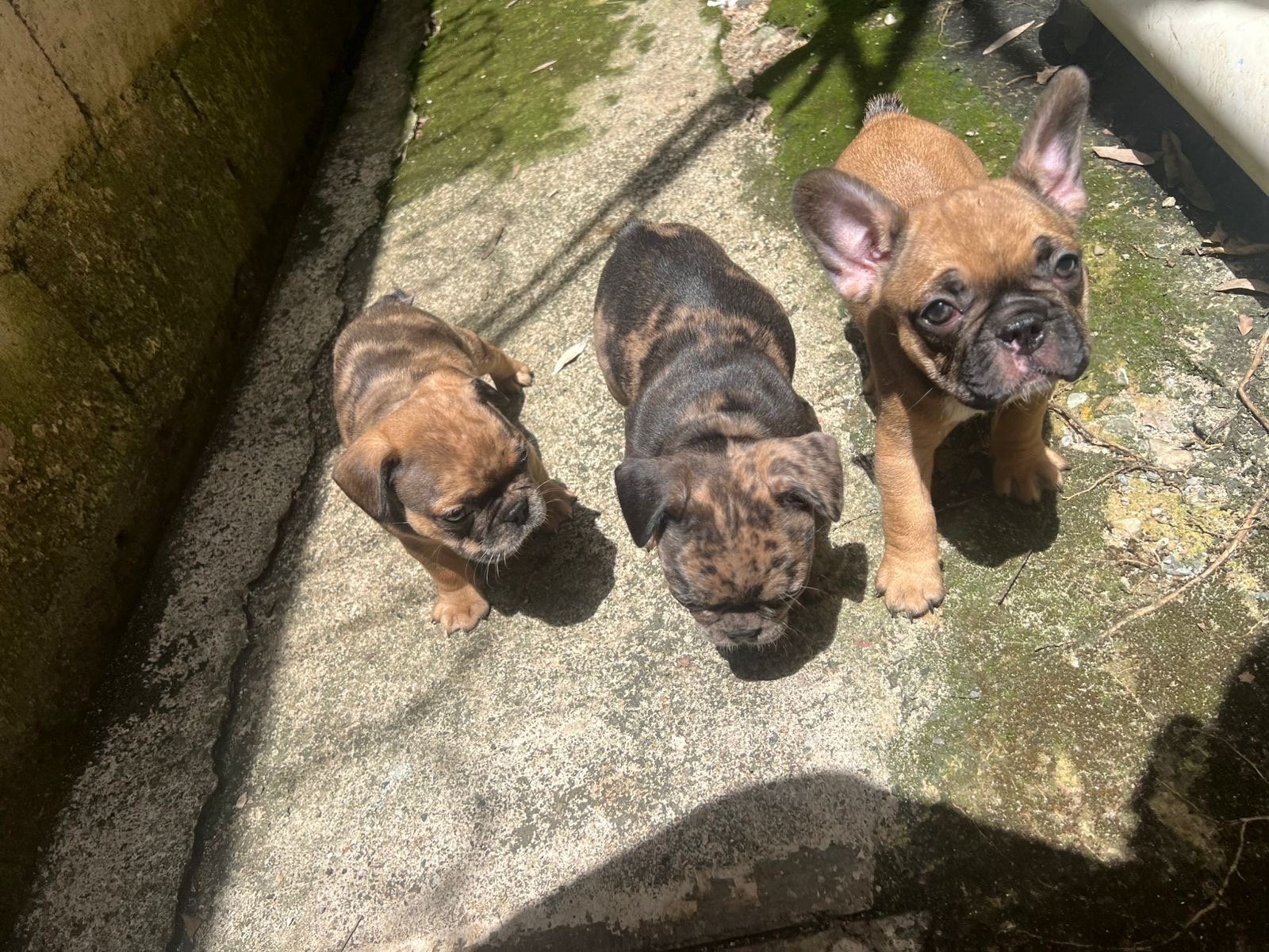 animales y mascotas - Bulldog francés 