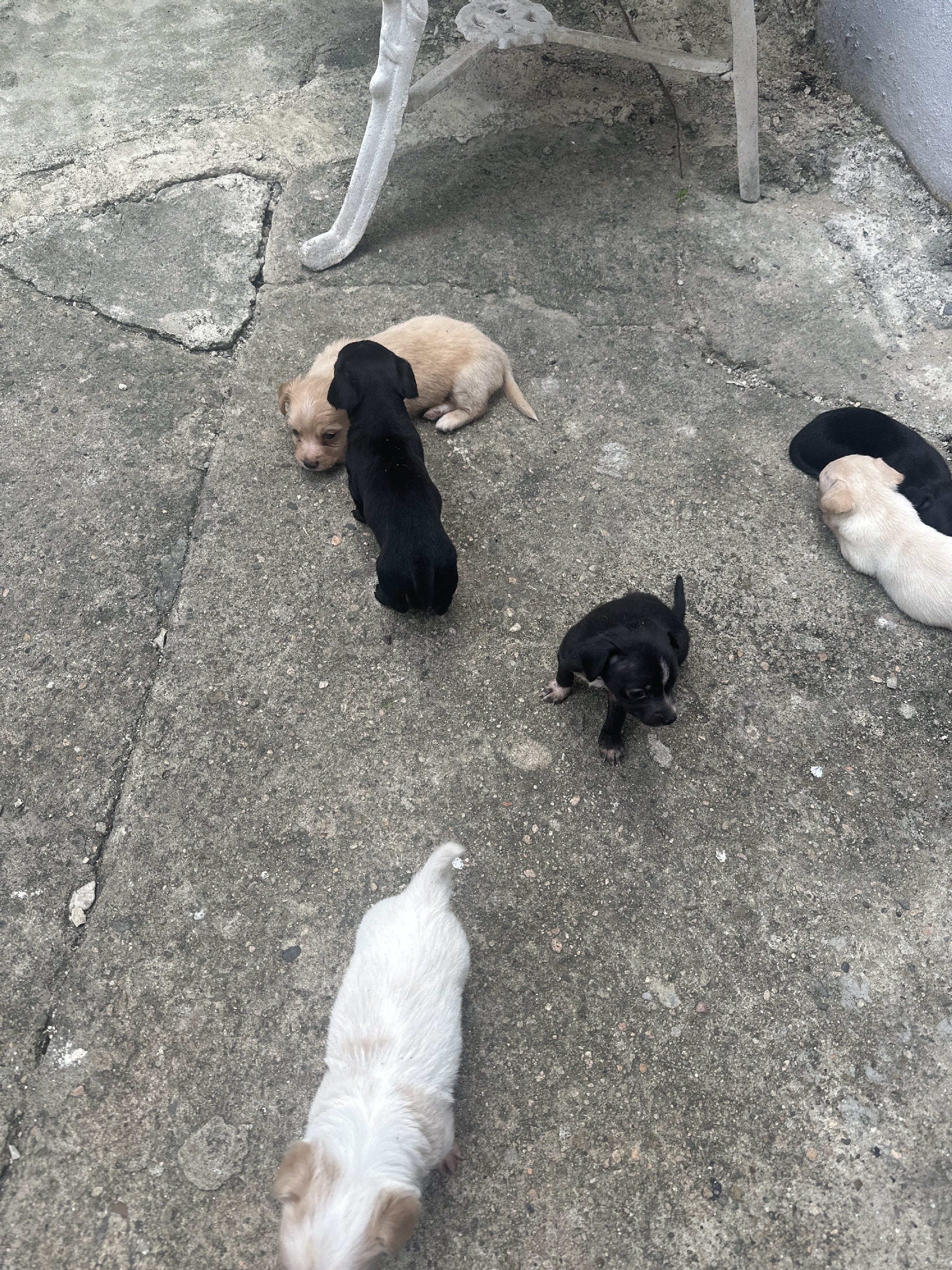 animales y mascotas -  Gratis, hermosos, cachorros, en adopción 1