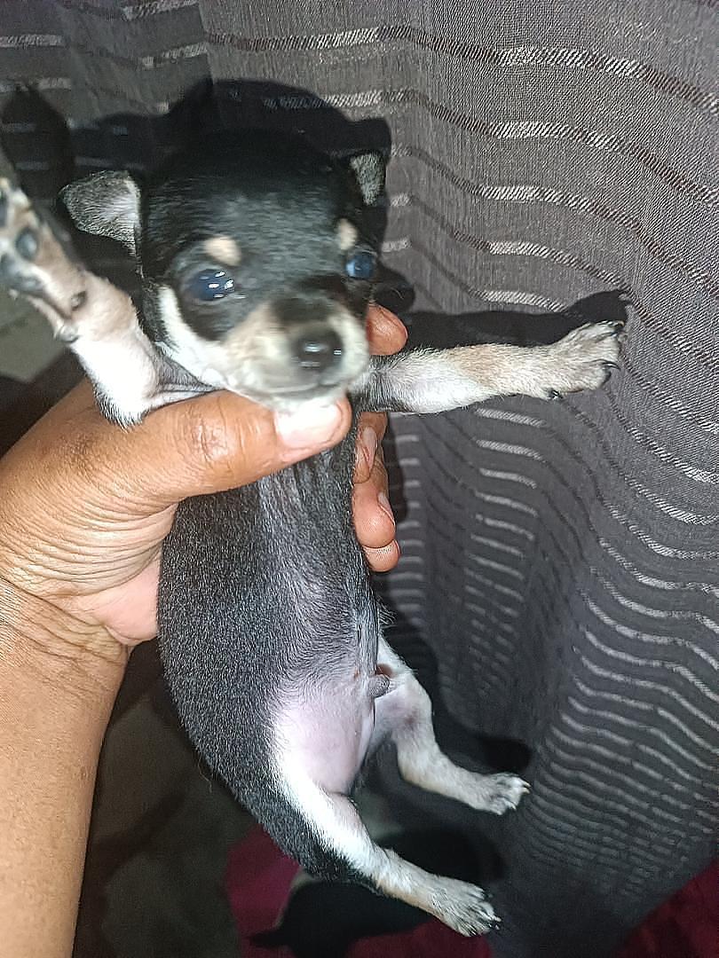 animales y mascotas - cachorros chihuahuas 0