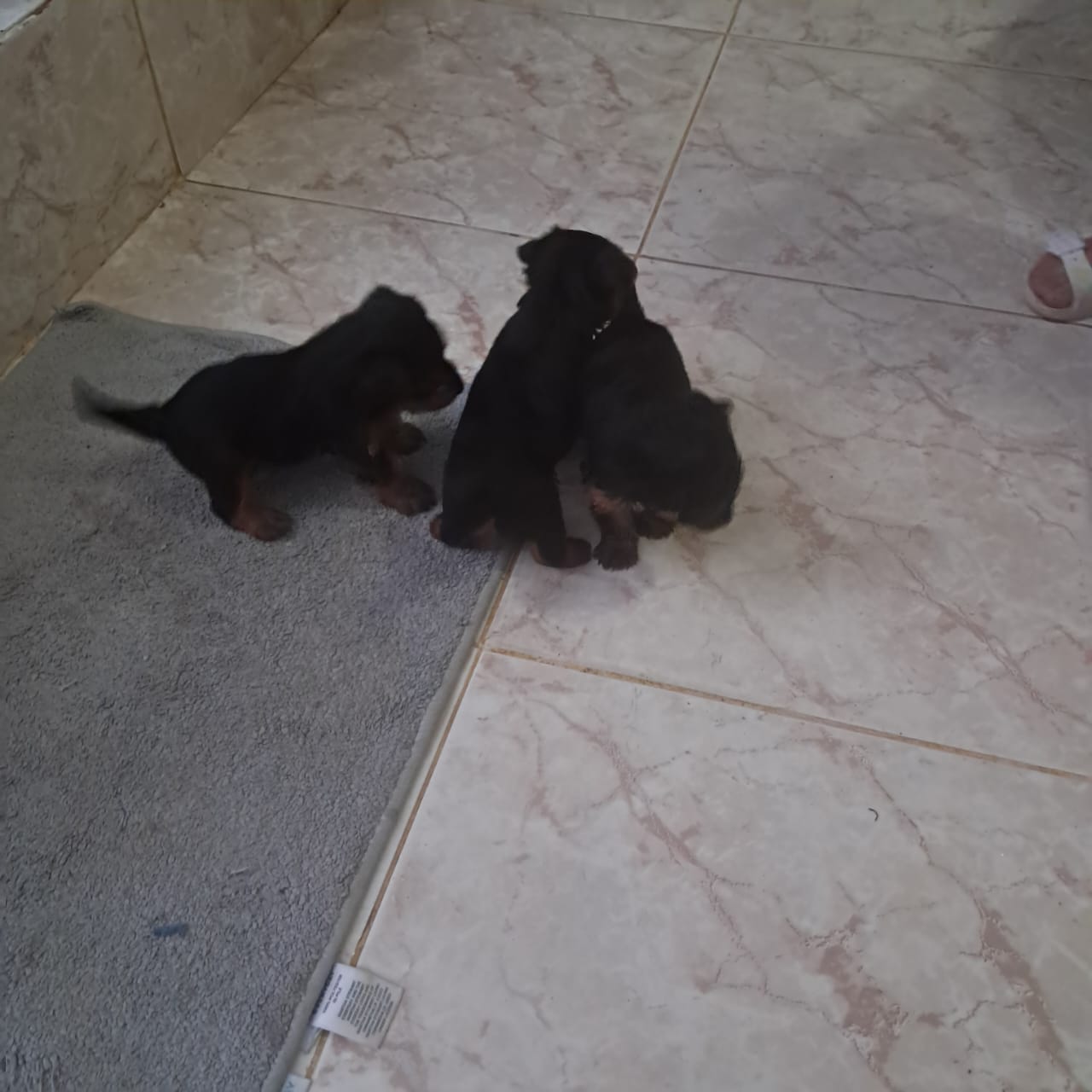 animales y mascotas - YORKIES TERRIER PUROS  1
