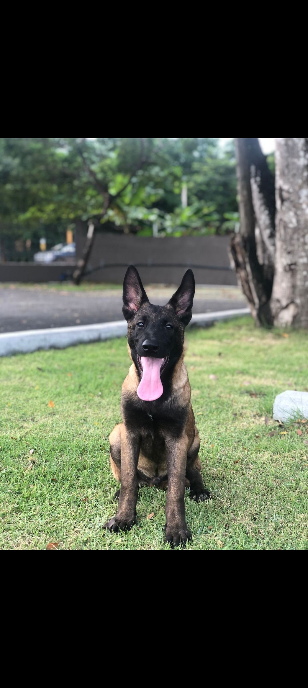 animales y mascotas - pastor alemán belga malinois  0