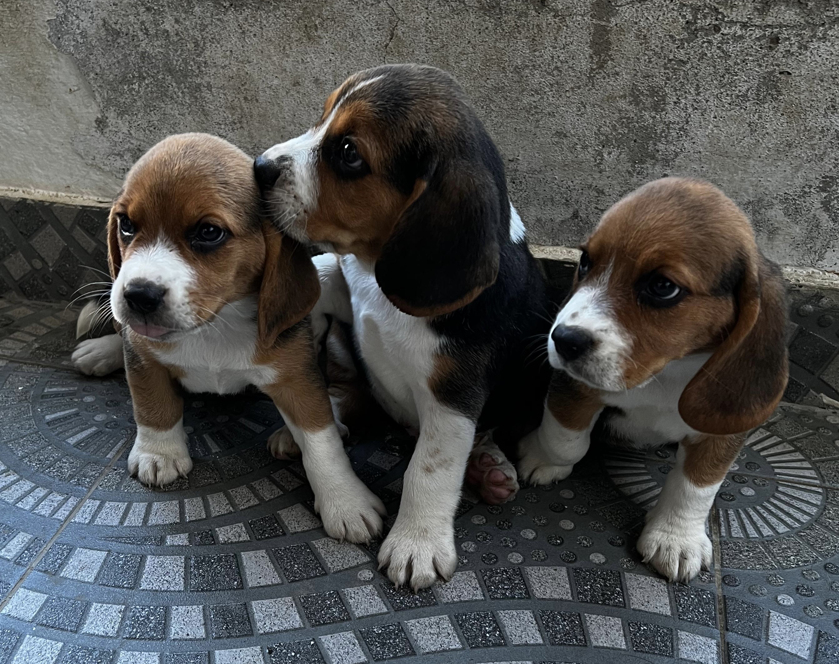 animales y mascotas - Cachorros Beables 2
