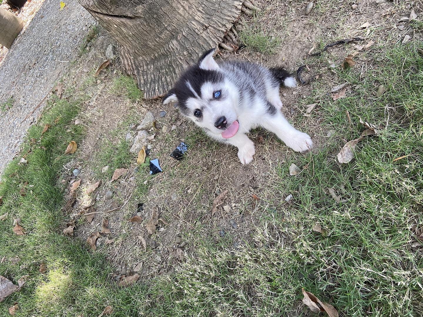 animales y mascotas - cachorros housky siberiano listos para la venta  6