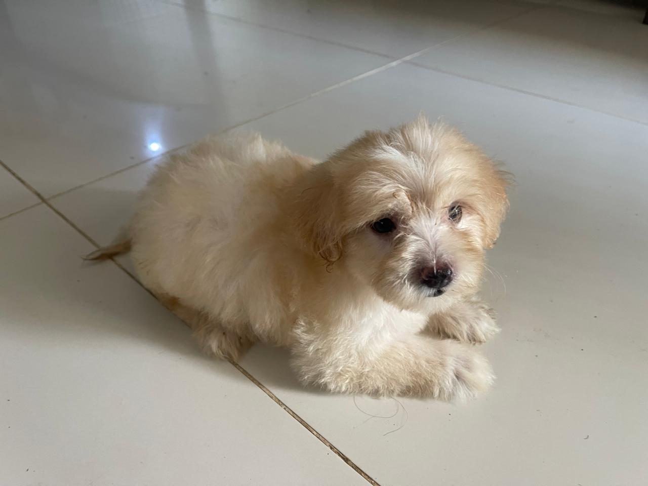 animales y mascotas - Cachorro shihpoo,shipoo,malte,poodle,podle 7