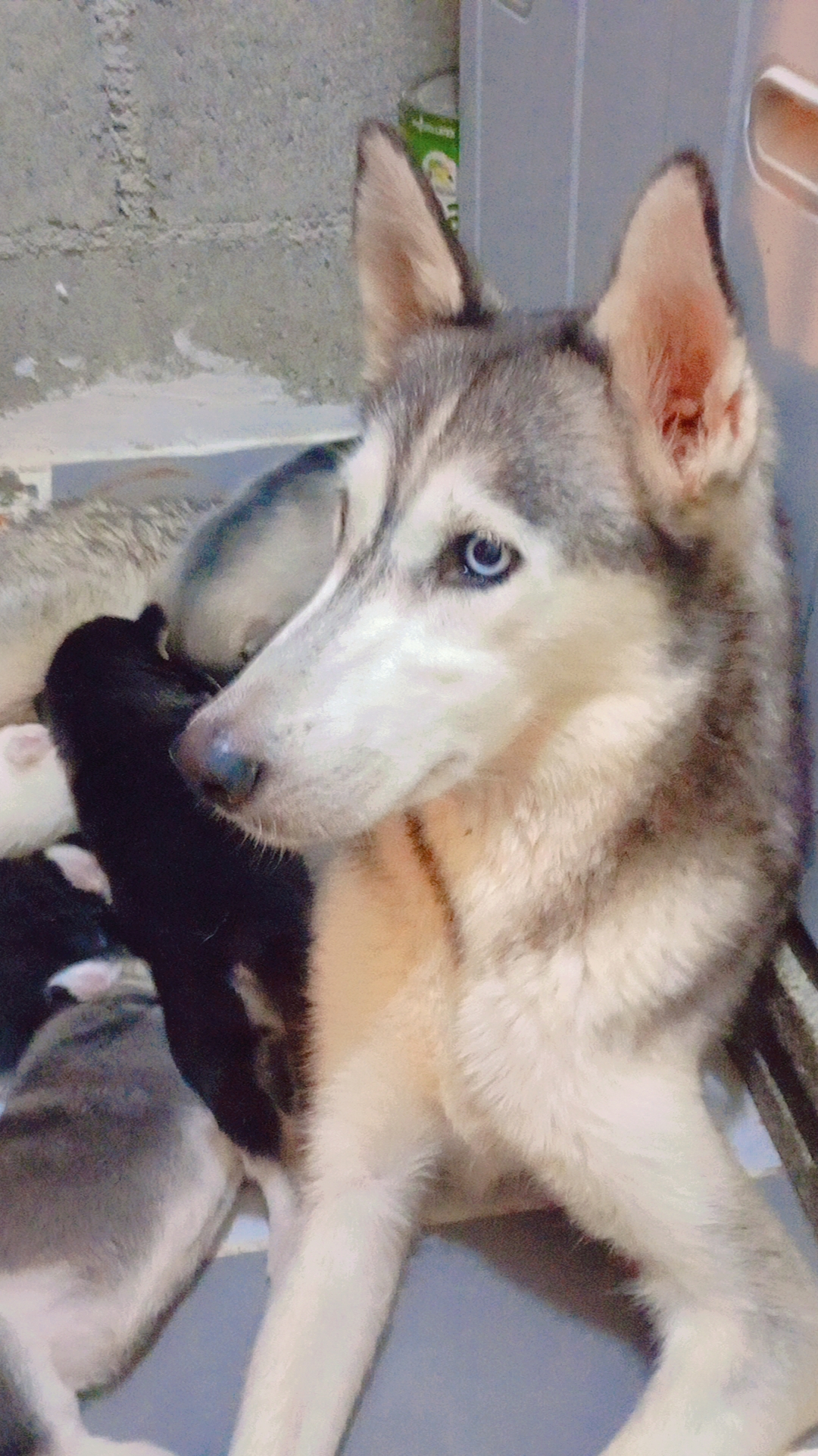 animales y mascotas - Cachorros Husky  12,000 9