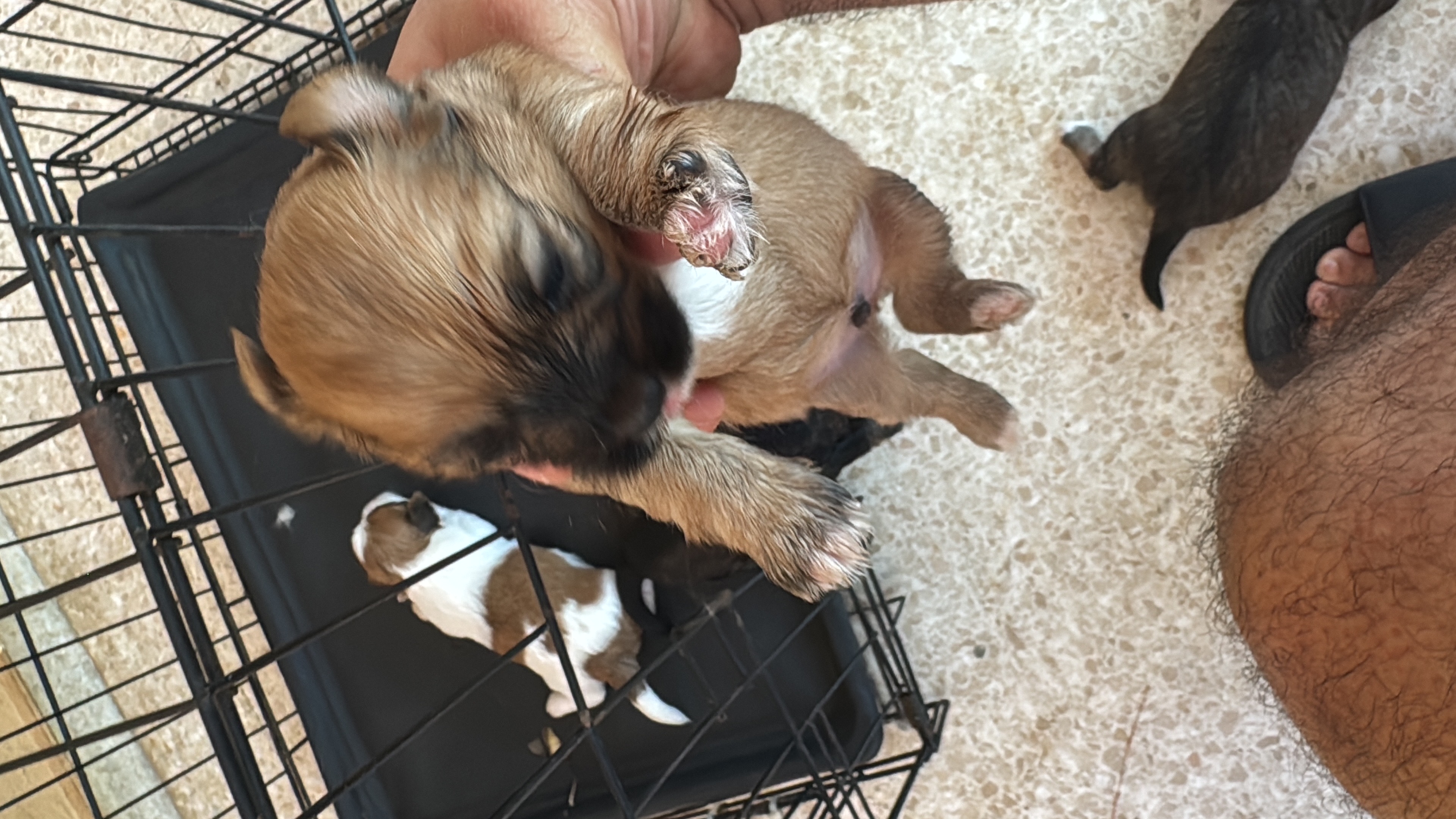 animales y mascotas - shih ztu cachorros en venta  4