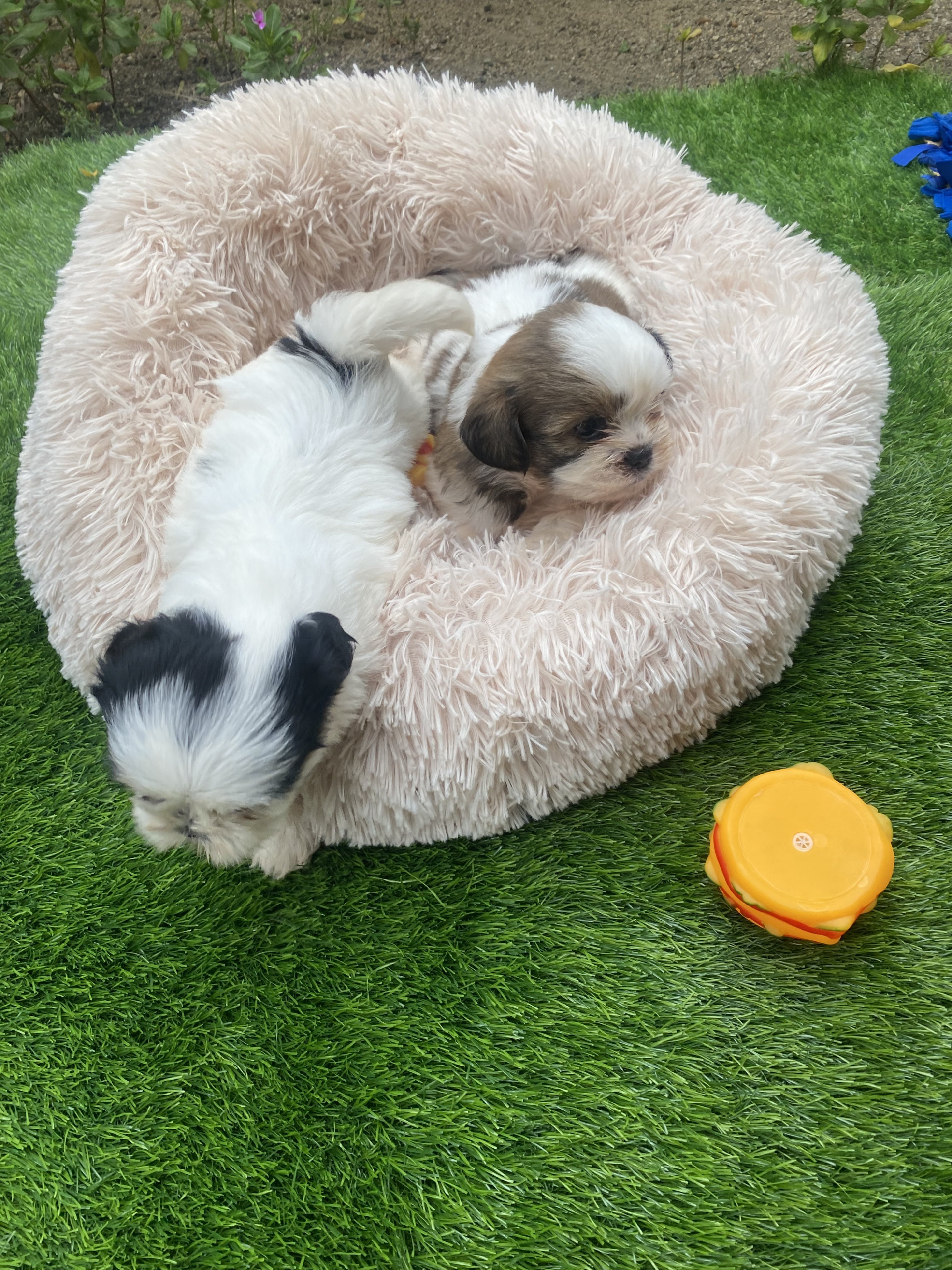 animales y mascotas - shipoo 1