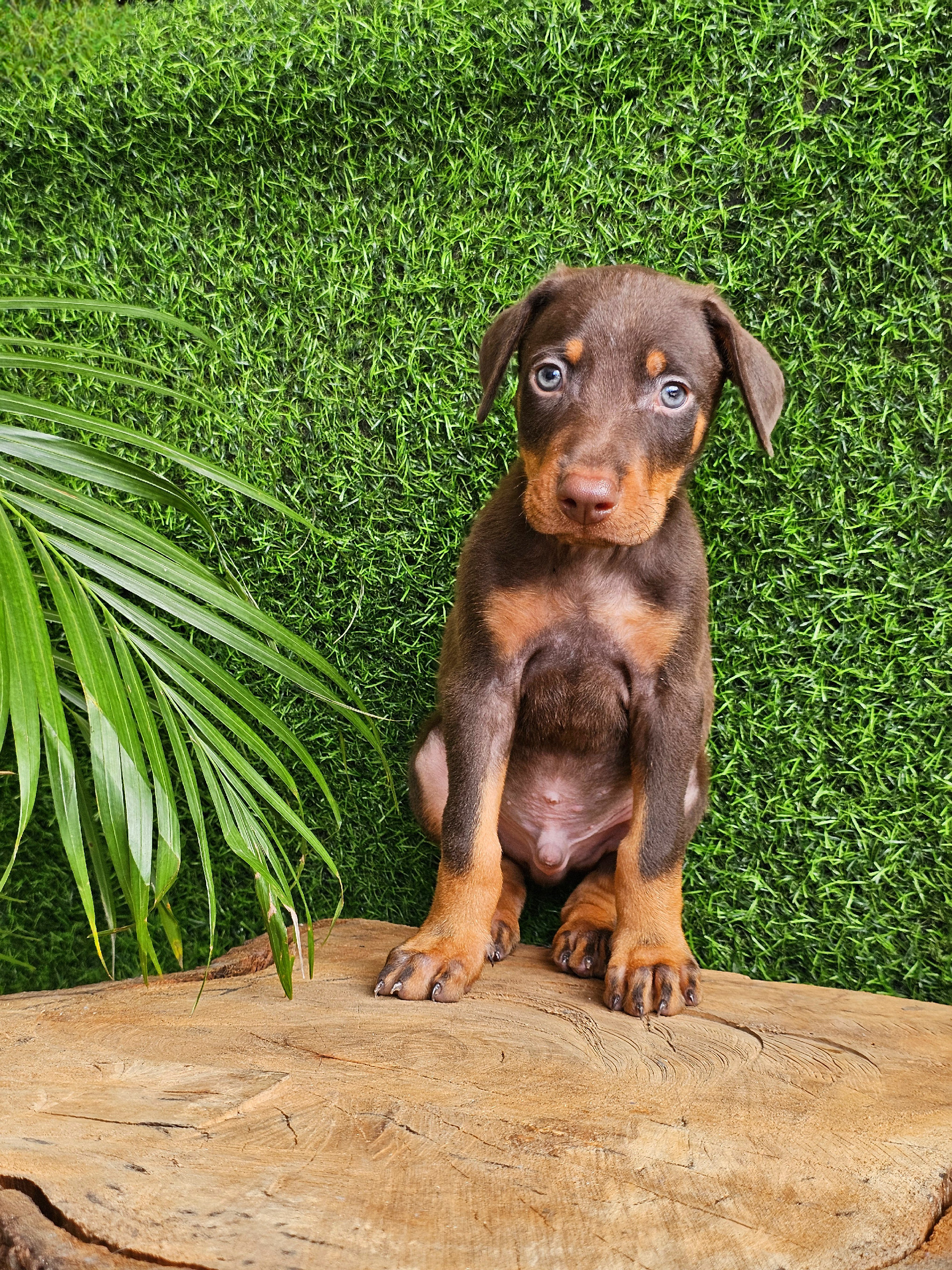 animales y mascotas - DOBERMAN MARRÓN 100% PUROS  1