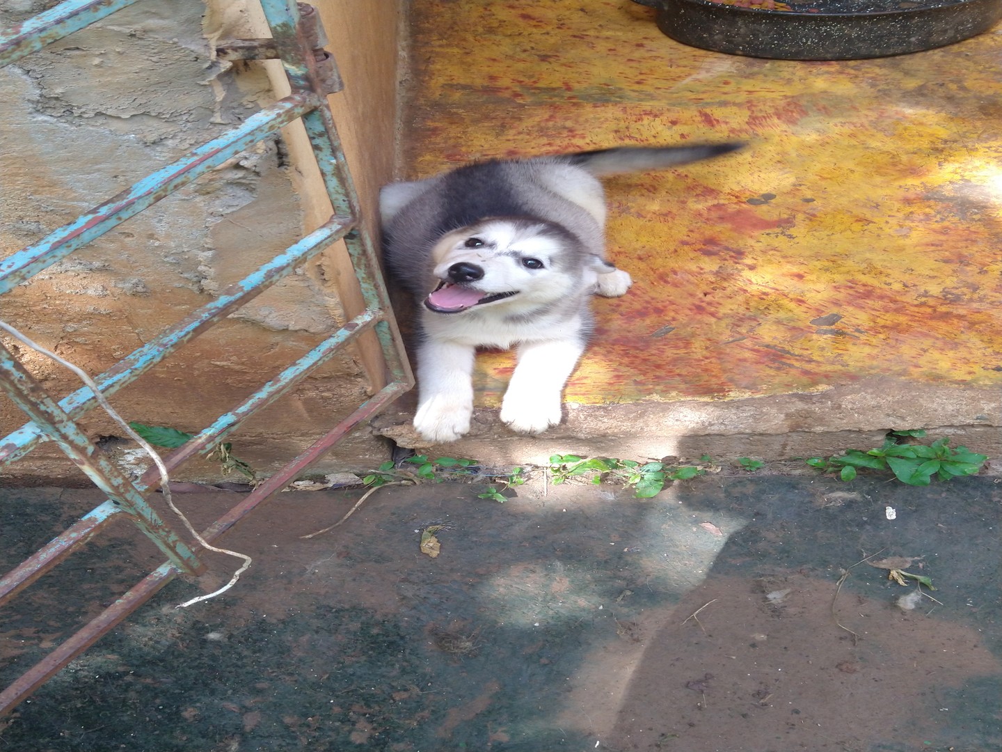 animales y mascotas - Perritos  0