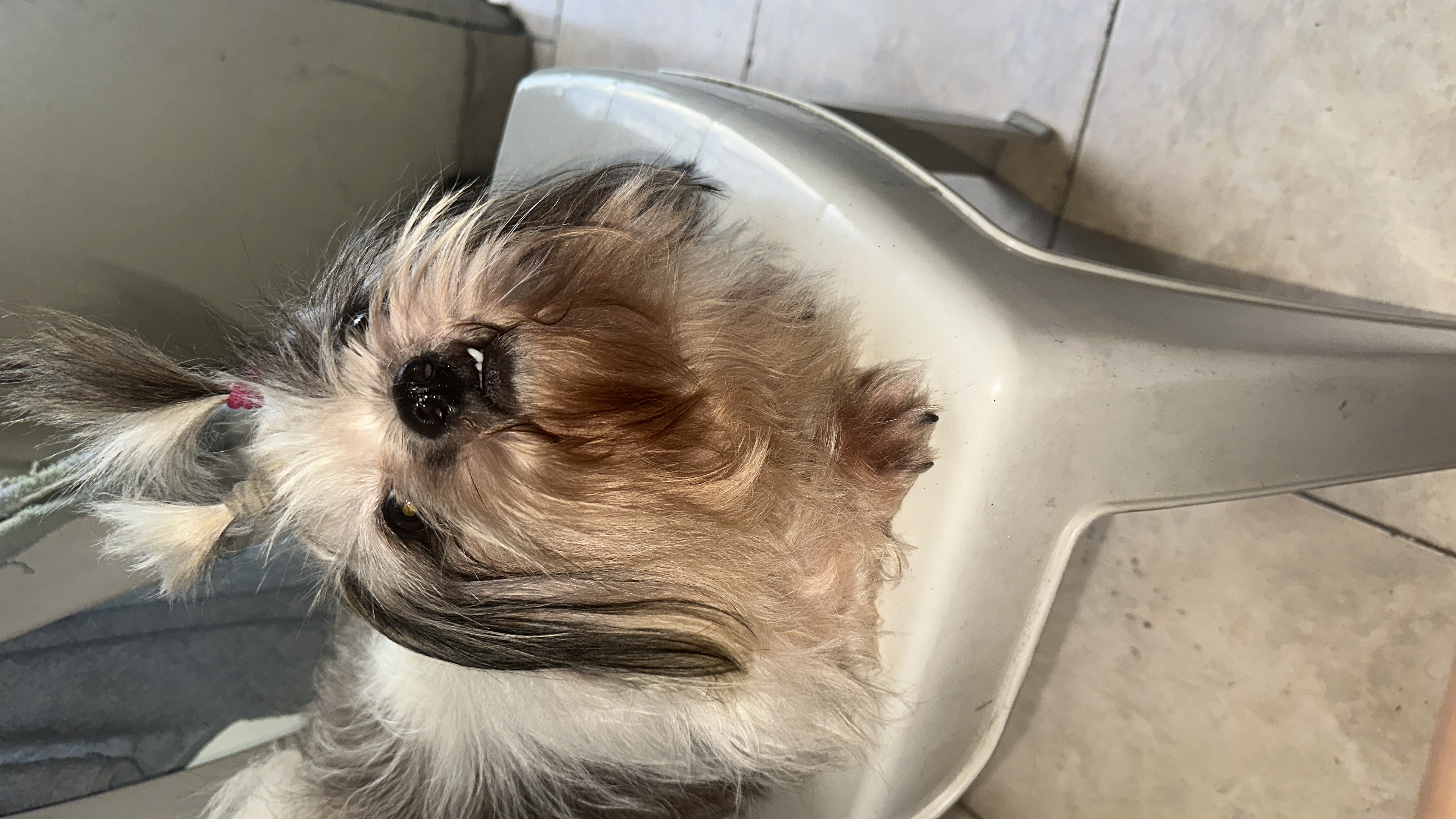 animales y mascotas - Se vende shitzu macho de 2 años en 8,500.00, dispo 2