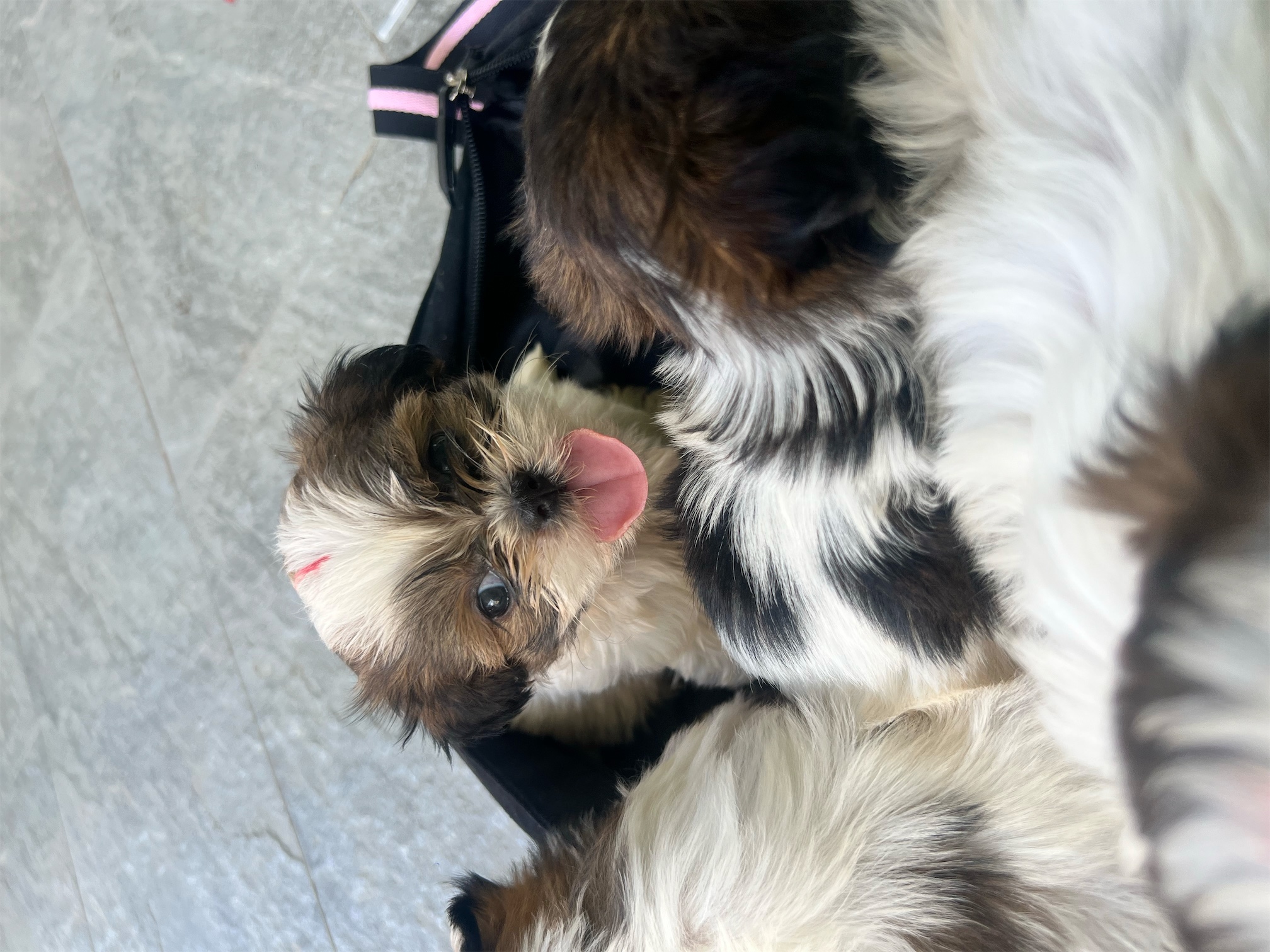 animales y mascotas - Shih Tzu hembras 0