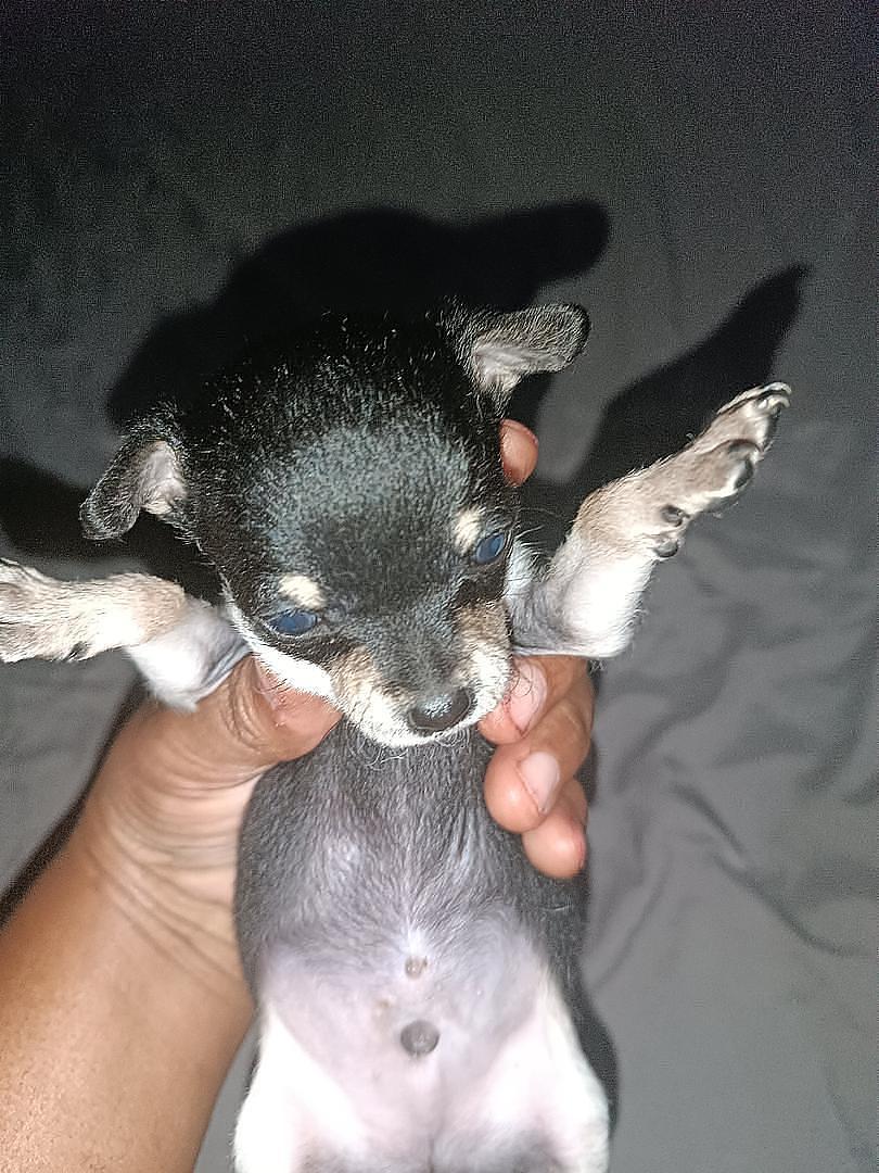 animales y mascotas - cachorros chihuahuas 1