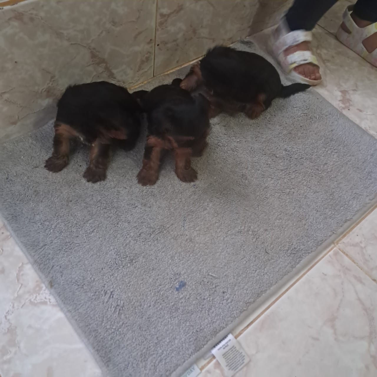 animales y mascotas - YORKIES TERRIER PUROS  2