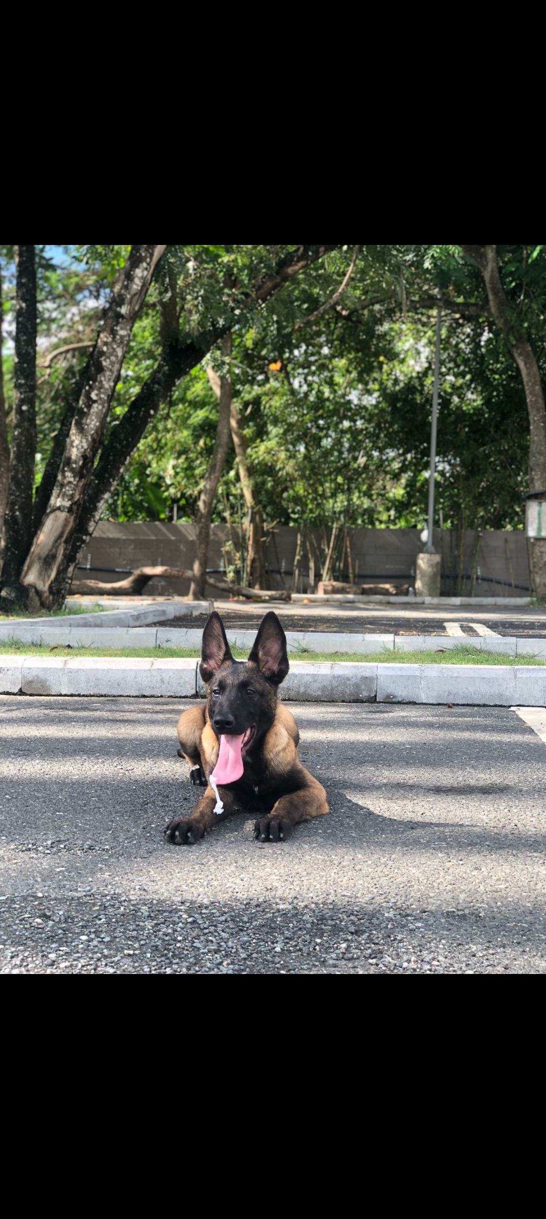 animales y mascotas - pastor alemán belga malinois  1