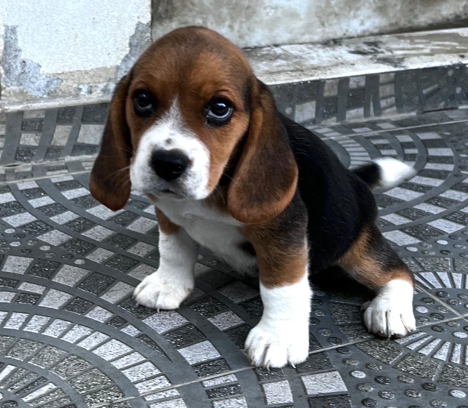 animales y mascotas - Cachorros Beables 3
